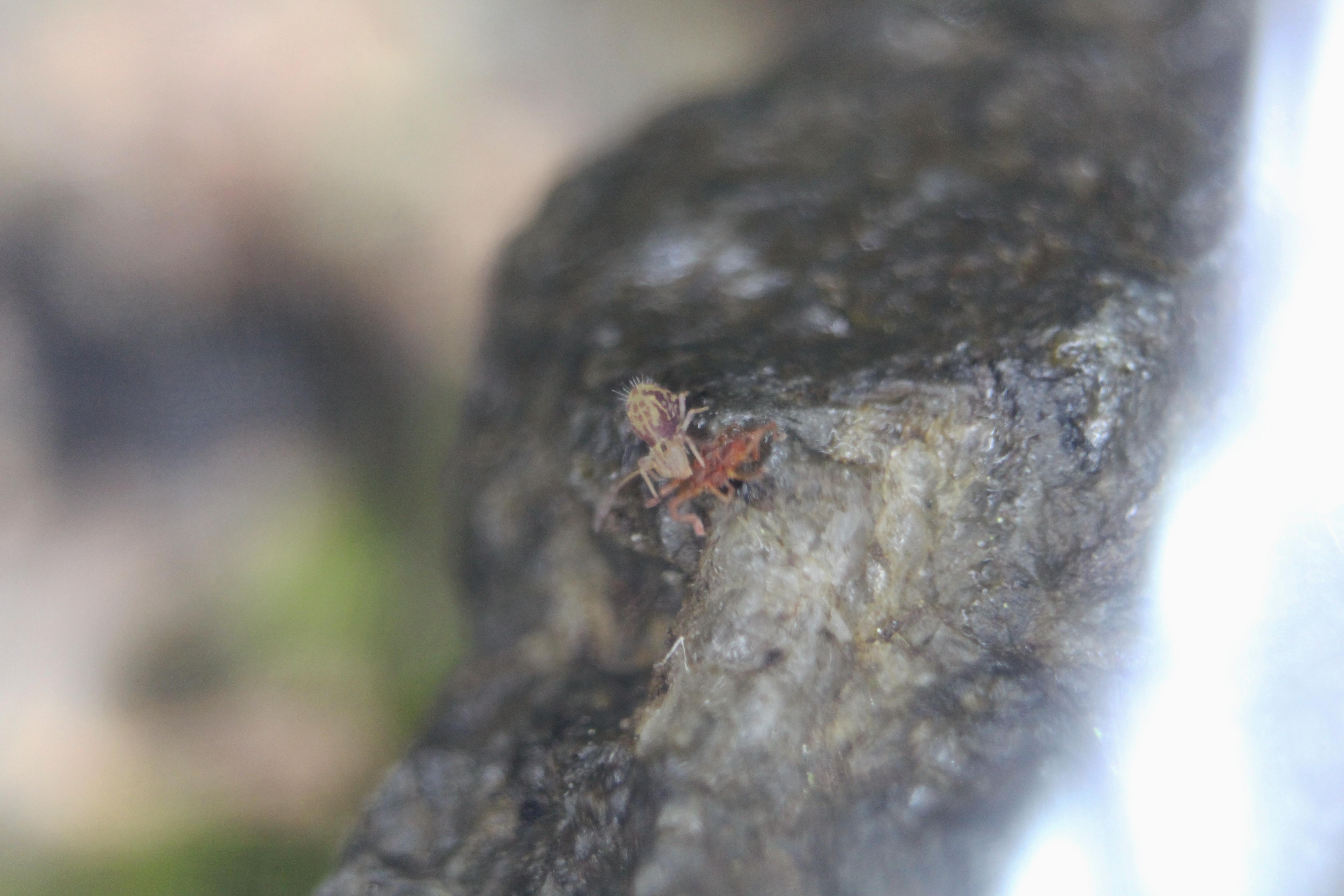 A little springtail eating a red mite I killed. r/terrariums