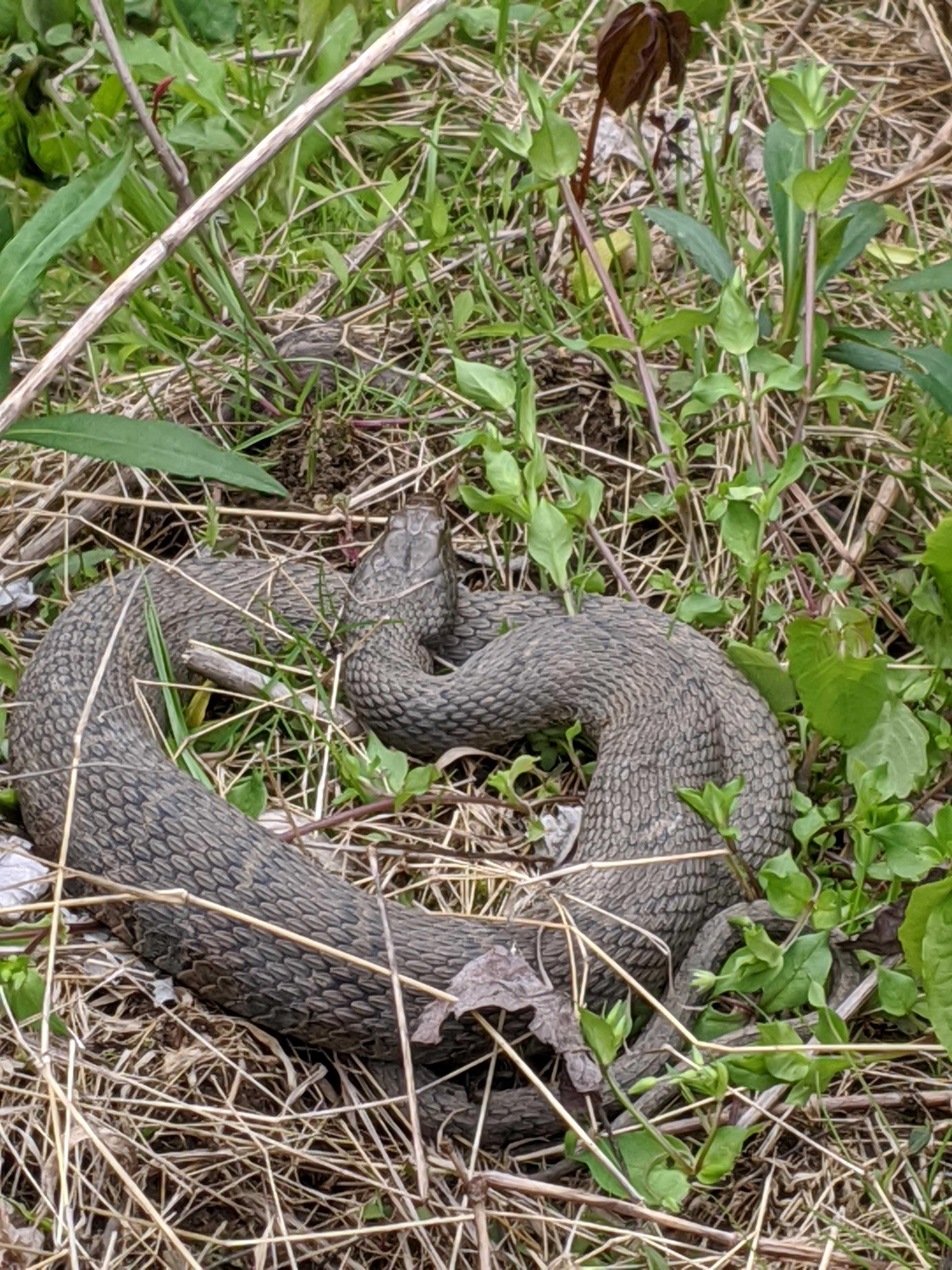 Found in [Pennsylvania]. Is this a northern water snake? Won't kill my