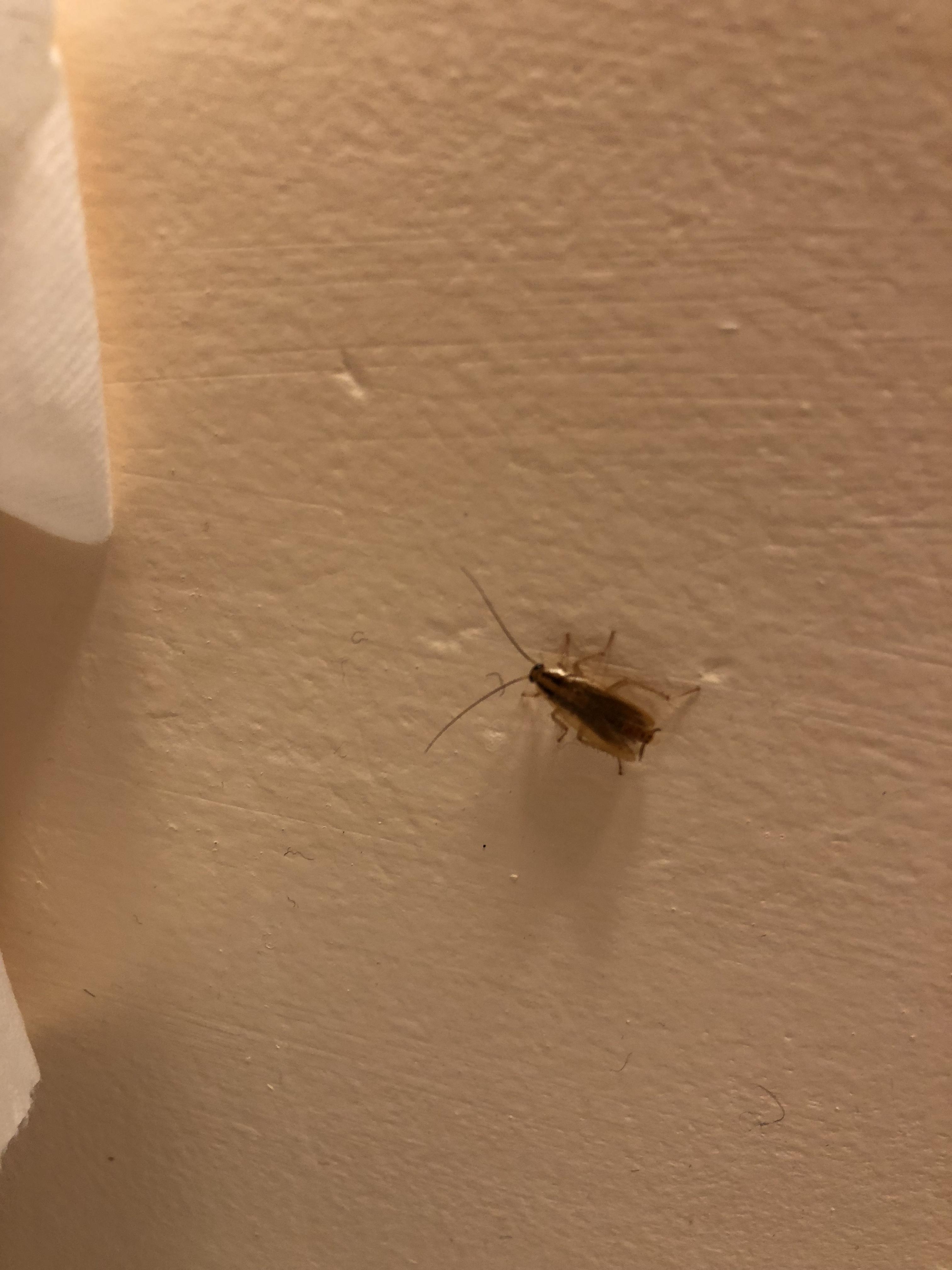 [California Los Angeles] This dude was climbing around my walls. He