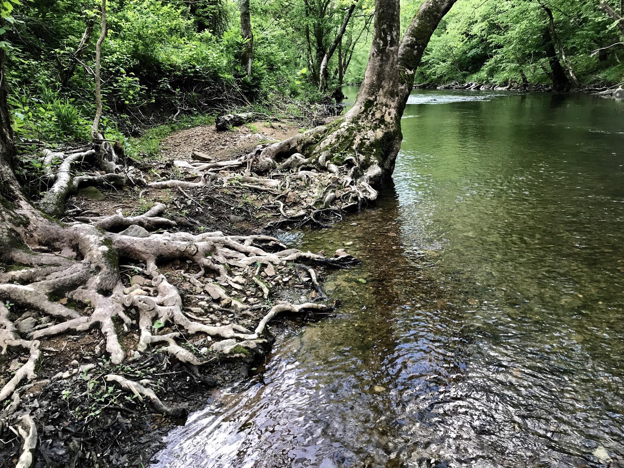 Interesting looking roots in Kentucky creek. r/Outdoors