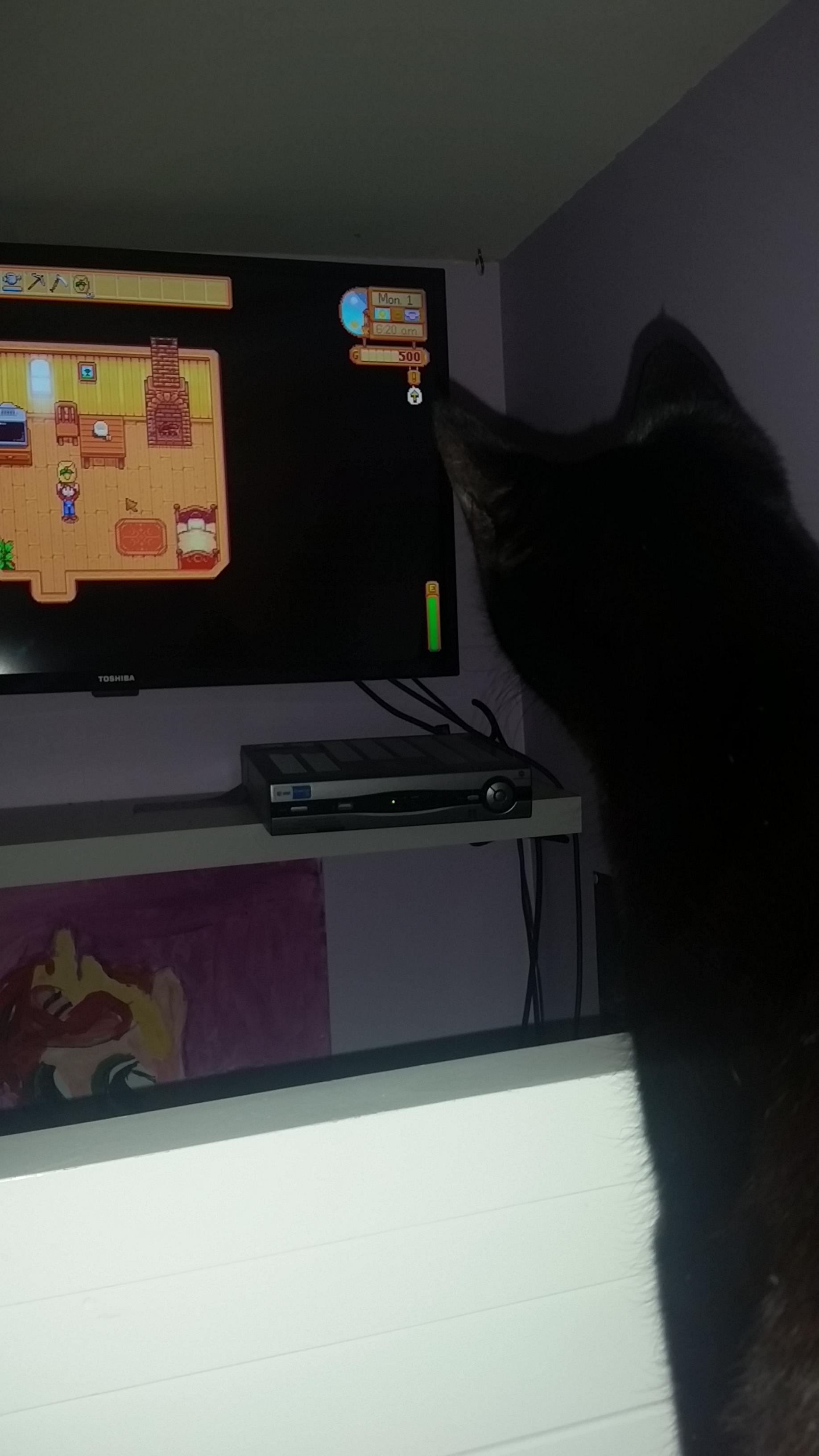 For some reason my cat loves to watch me play video games. r