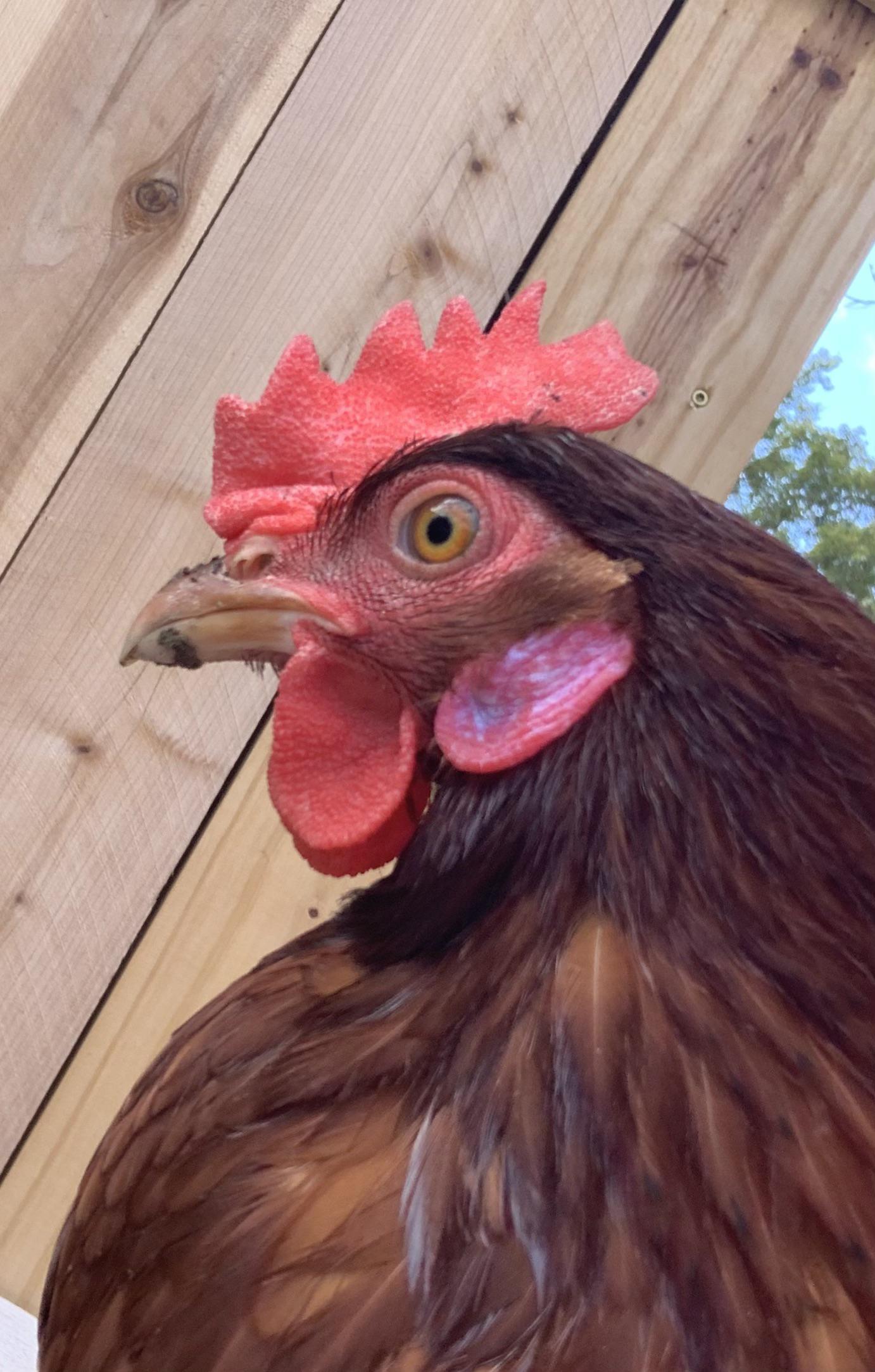 A couple months ago, my hen’s earlobes started getting this white color