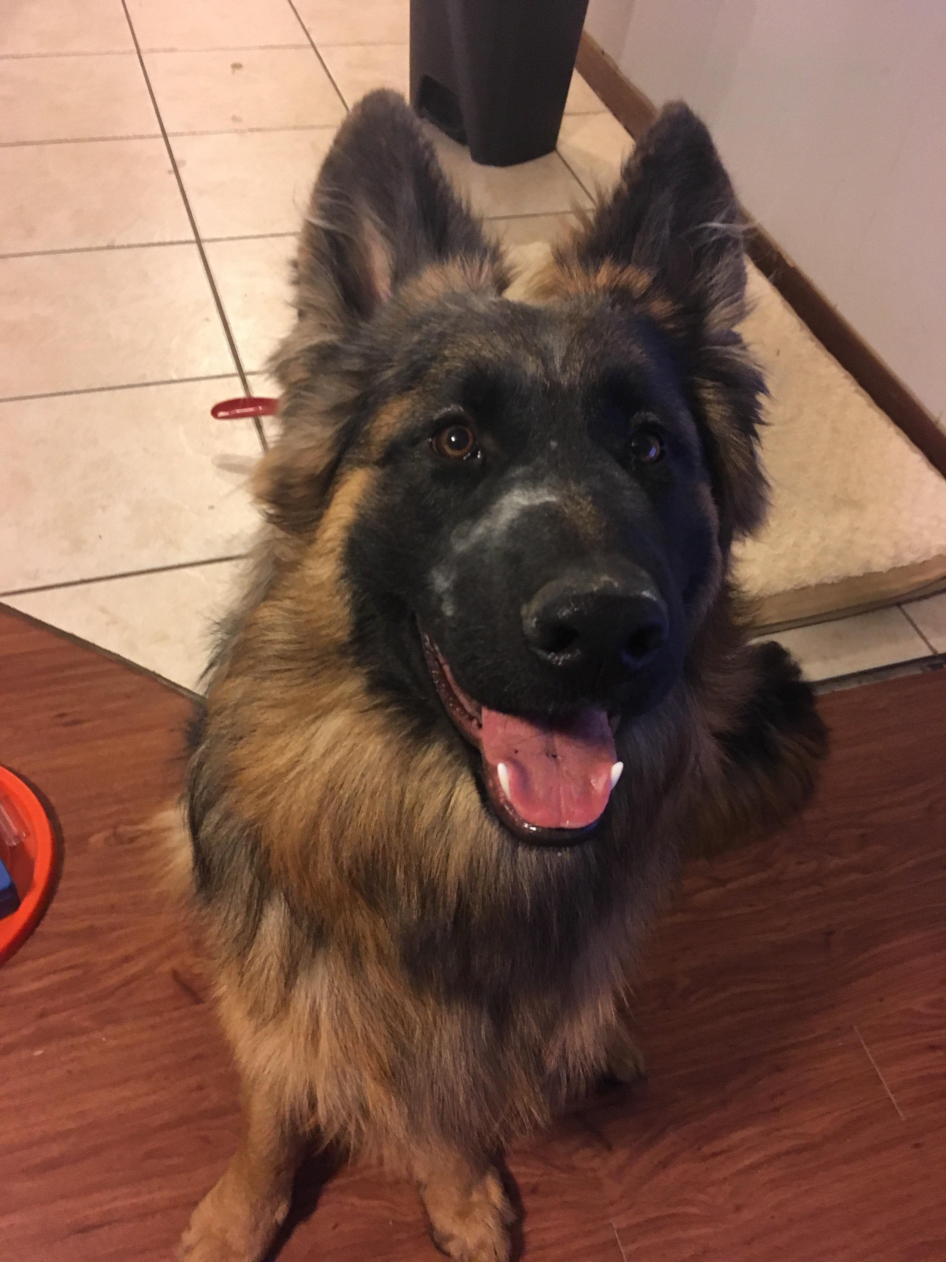 Fun fact Cornstarch is great for getting tangles out of long hair. And