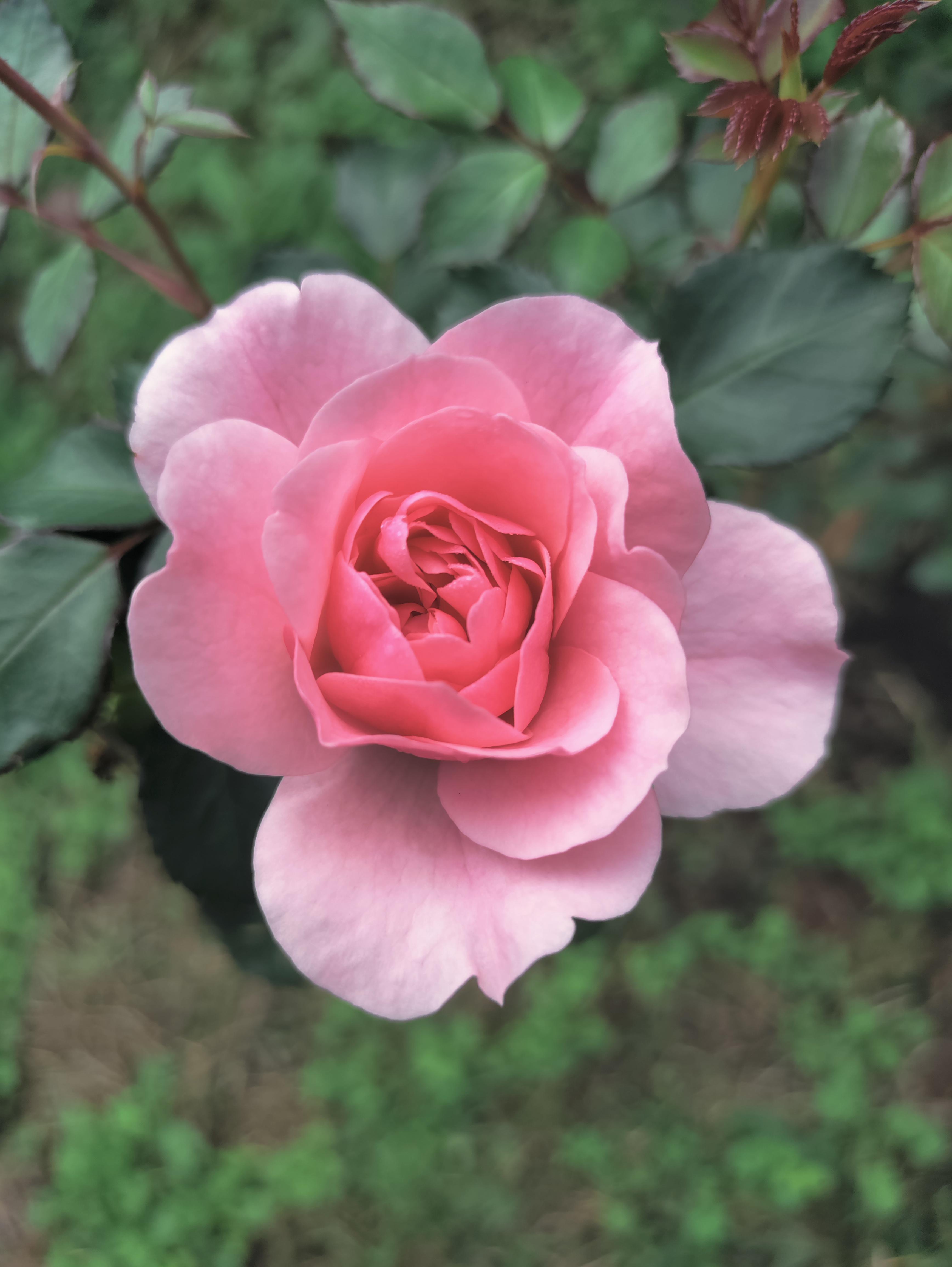 The most beautiful rose from our new rose bush, planted in memory of my