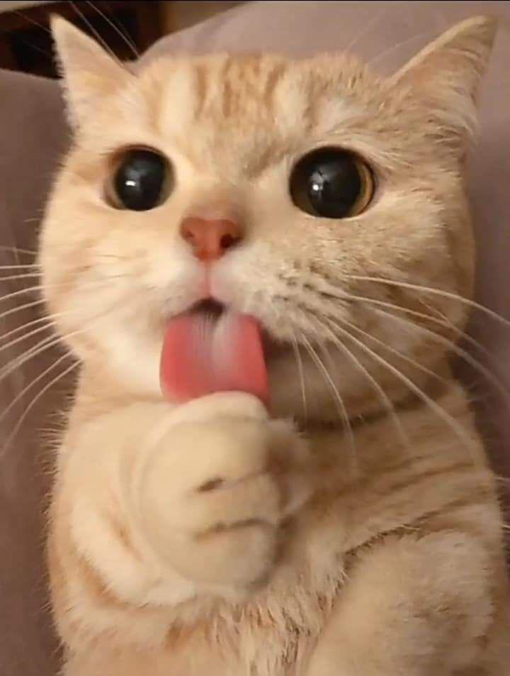 Cute Cat licking r/aww