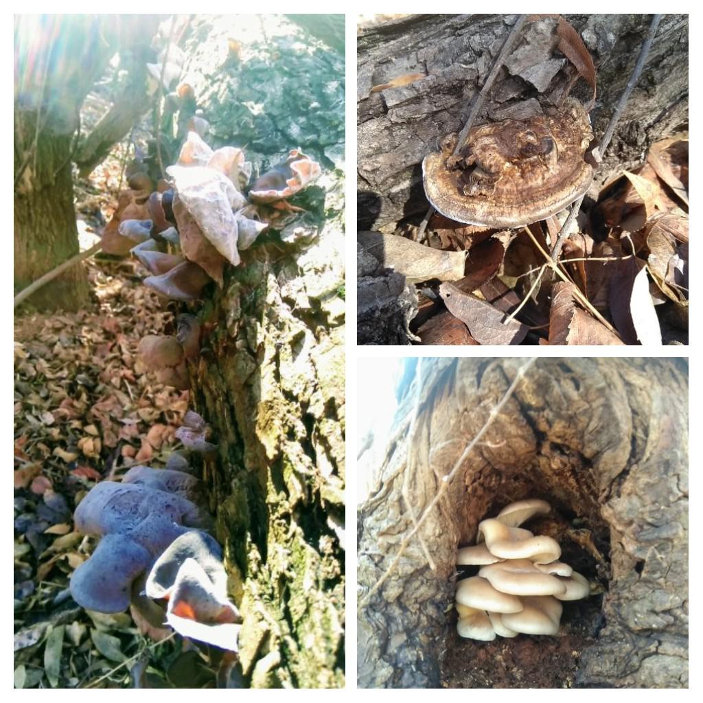 Nice day for mushrooms in Oklahoma r/mycology
