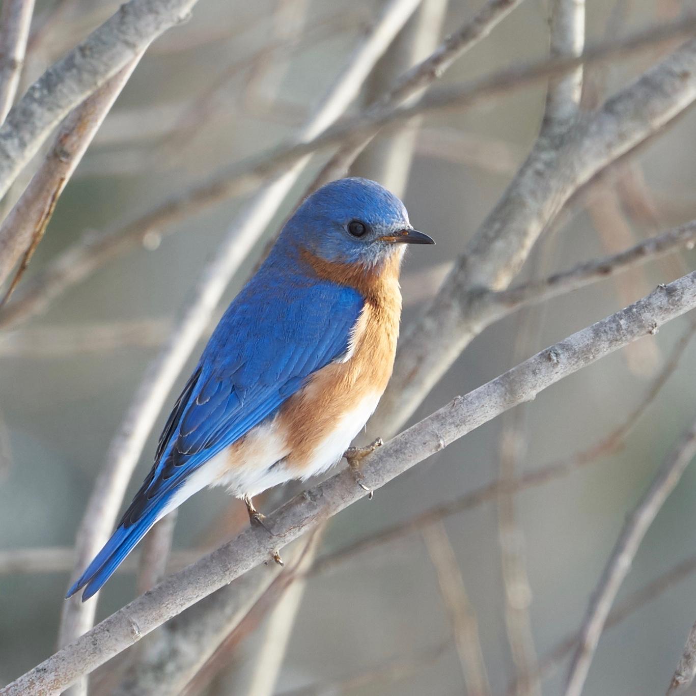 Male Bluebird Maine Audubon r/birding