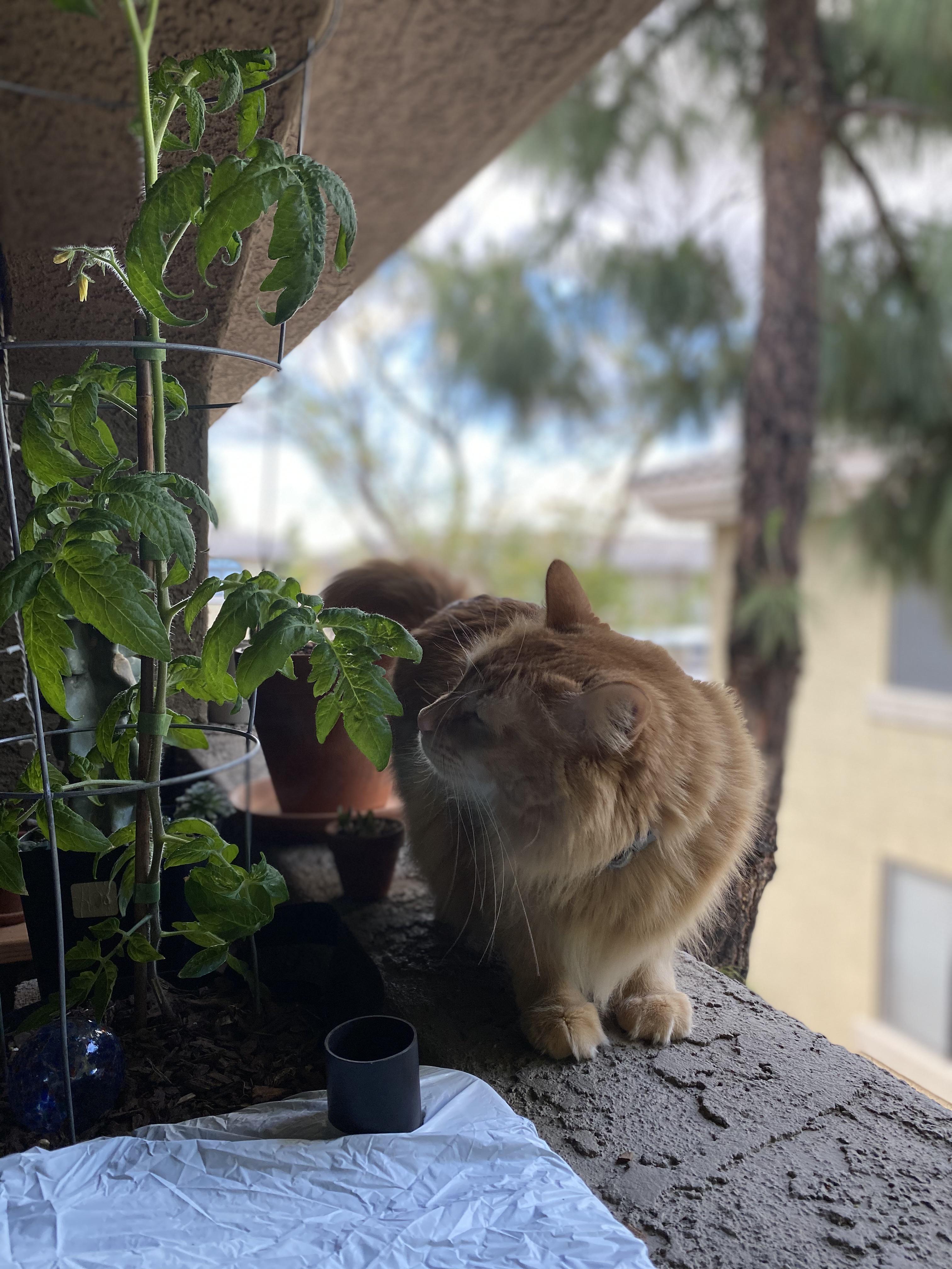 My cat Cush smelling our tomato plant. r/fatcats