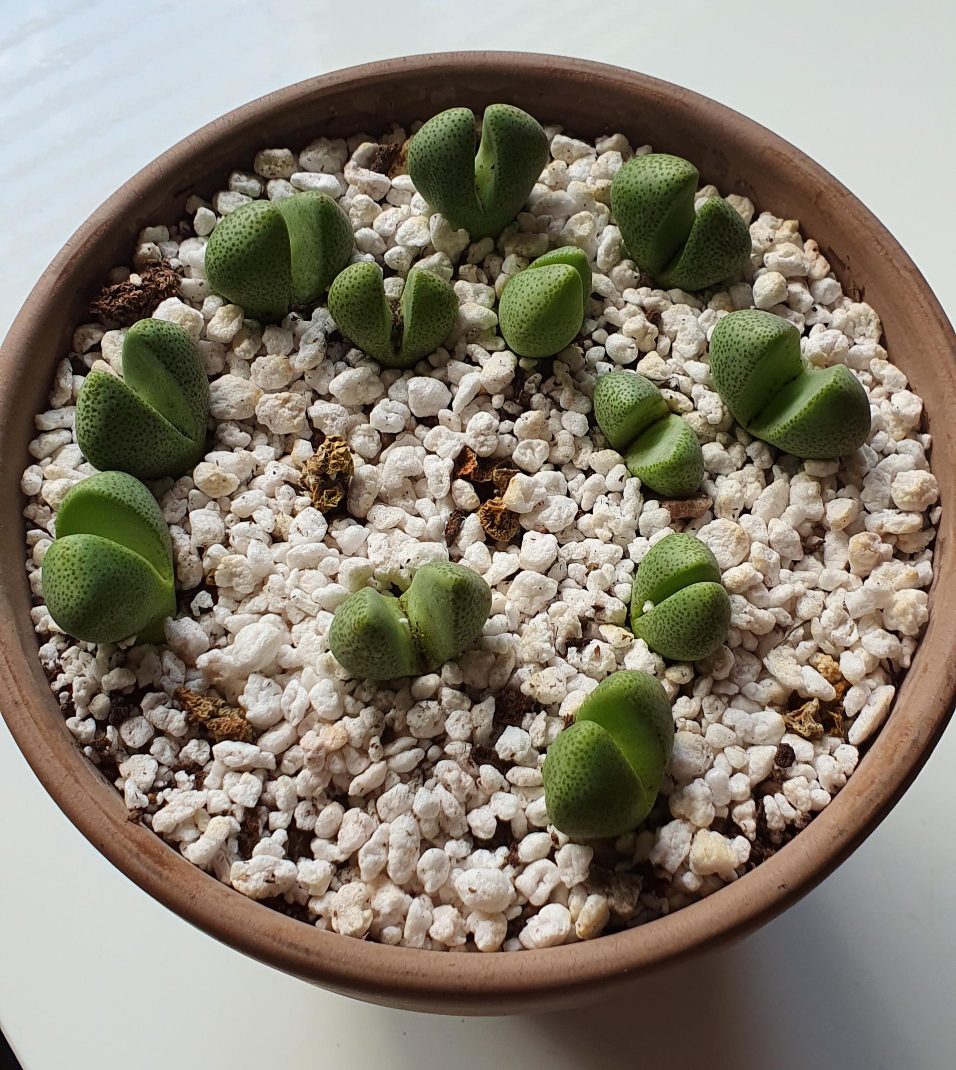 My split rocks keep dying succulents