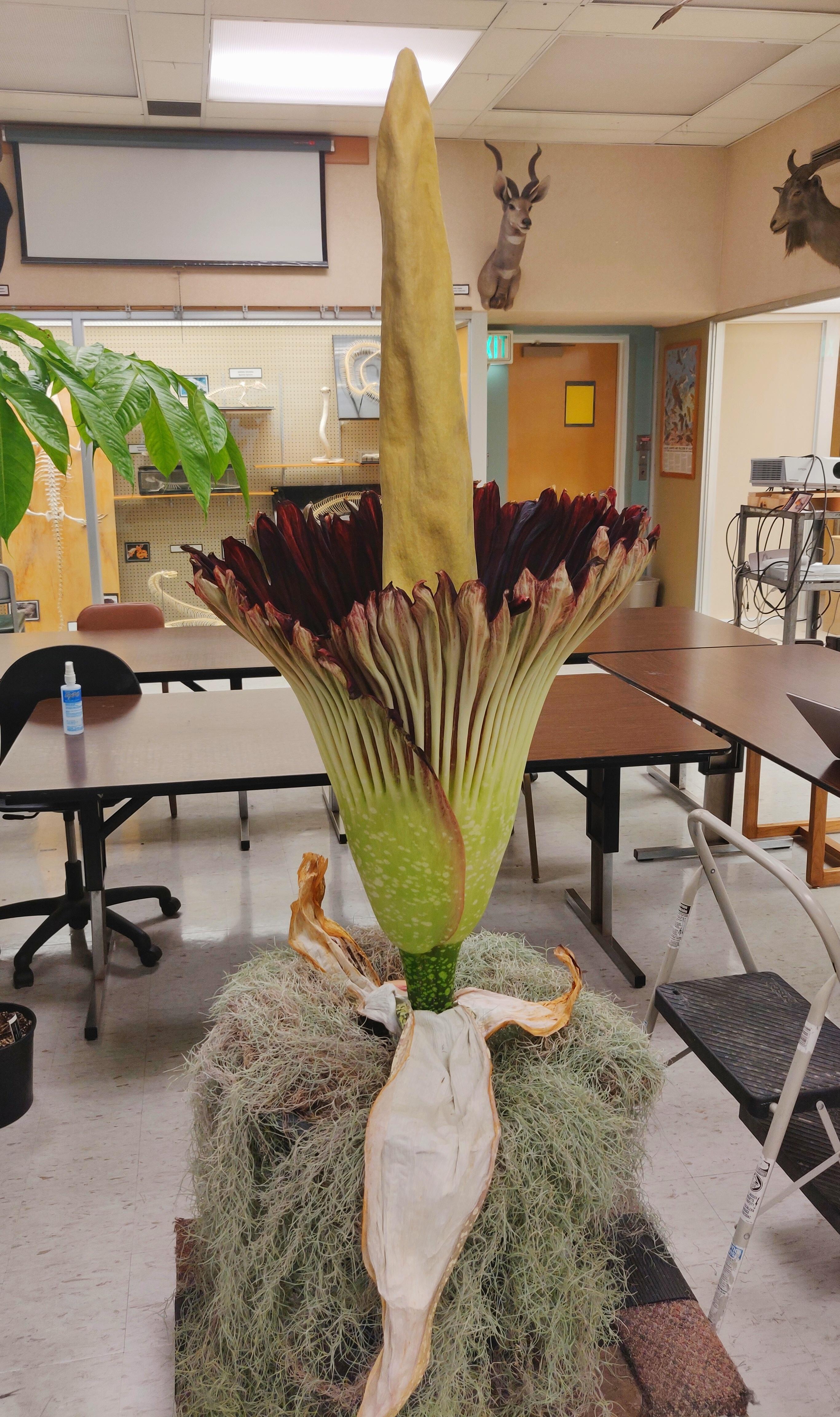 This giant flower that really stinks. r/mildlyinteresting