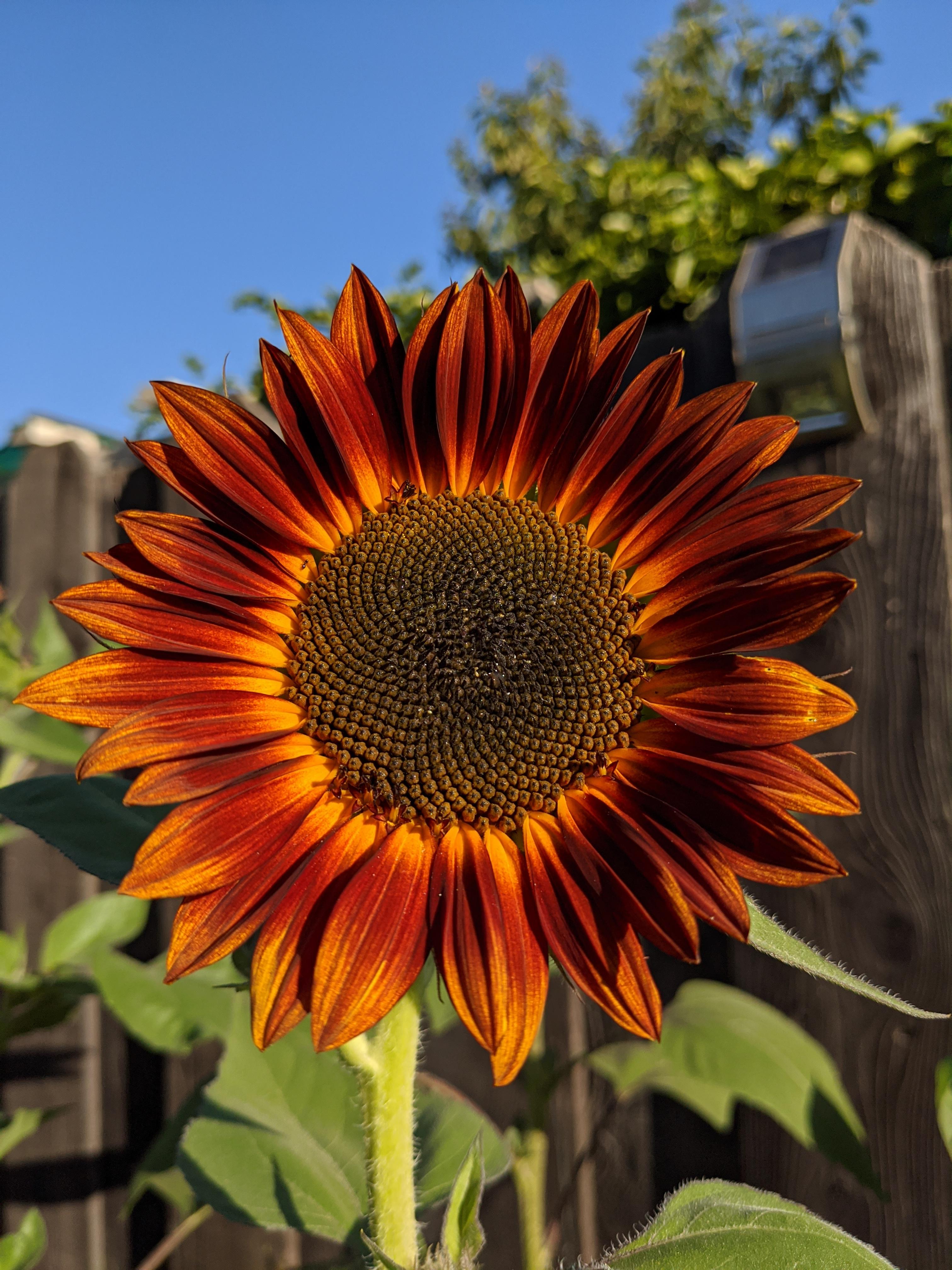 Evening Sun Sunflowers are the most beautiful dark red I have ever seen