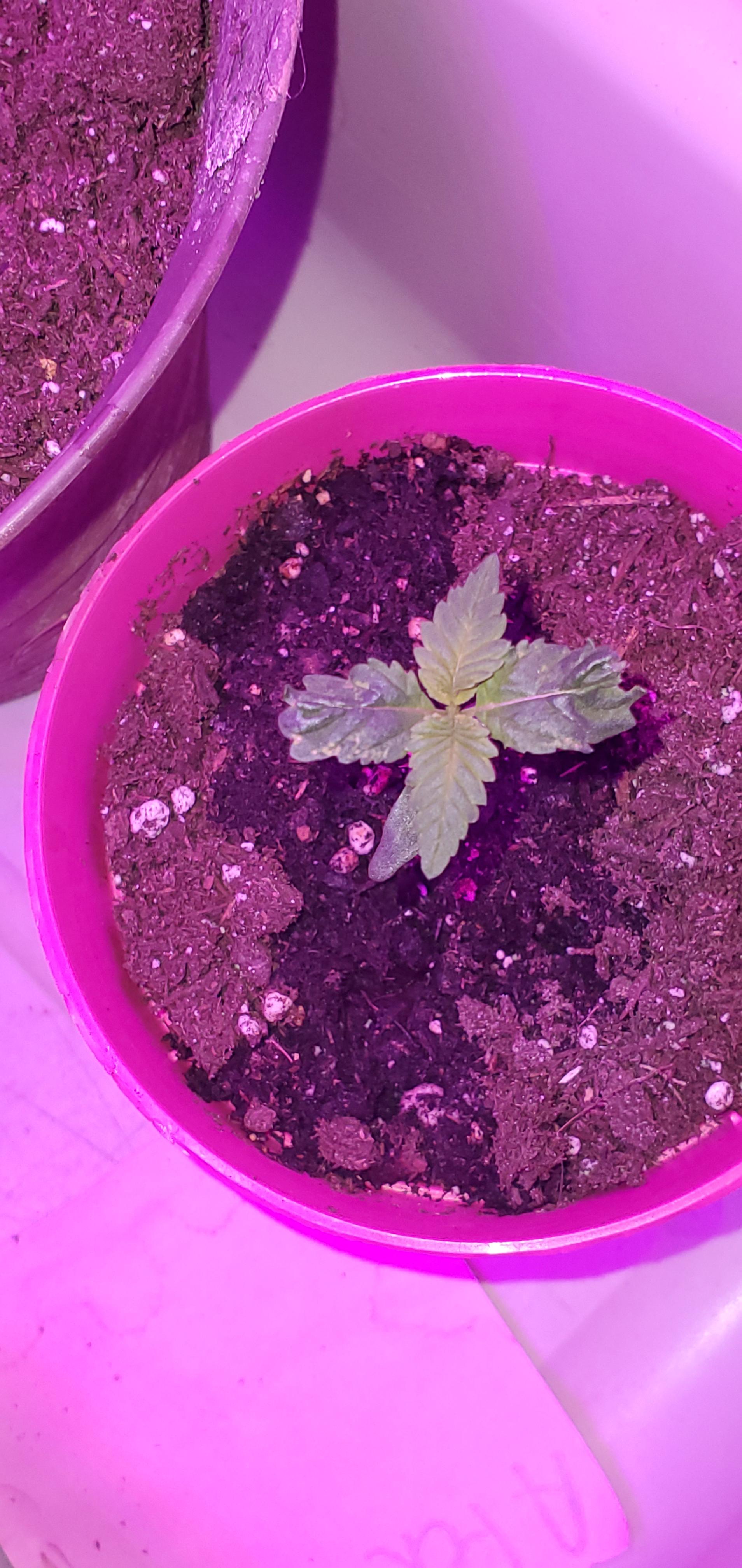 Trying again, but I think something's wrong. Just a bag seed. Day 5 r