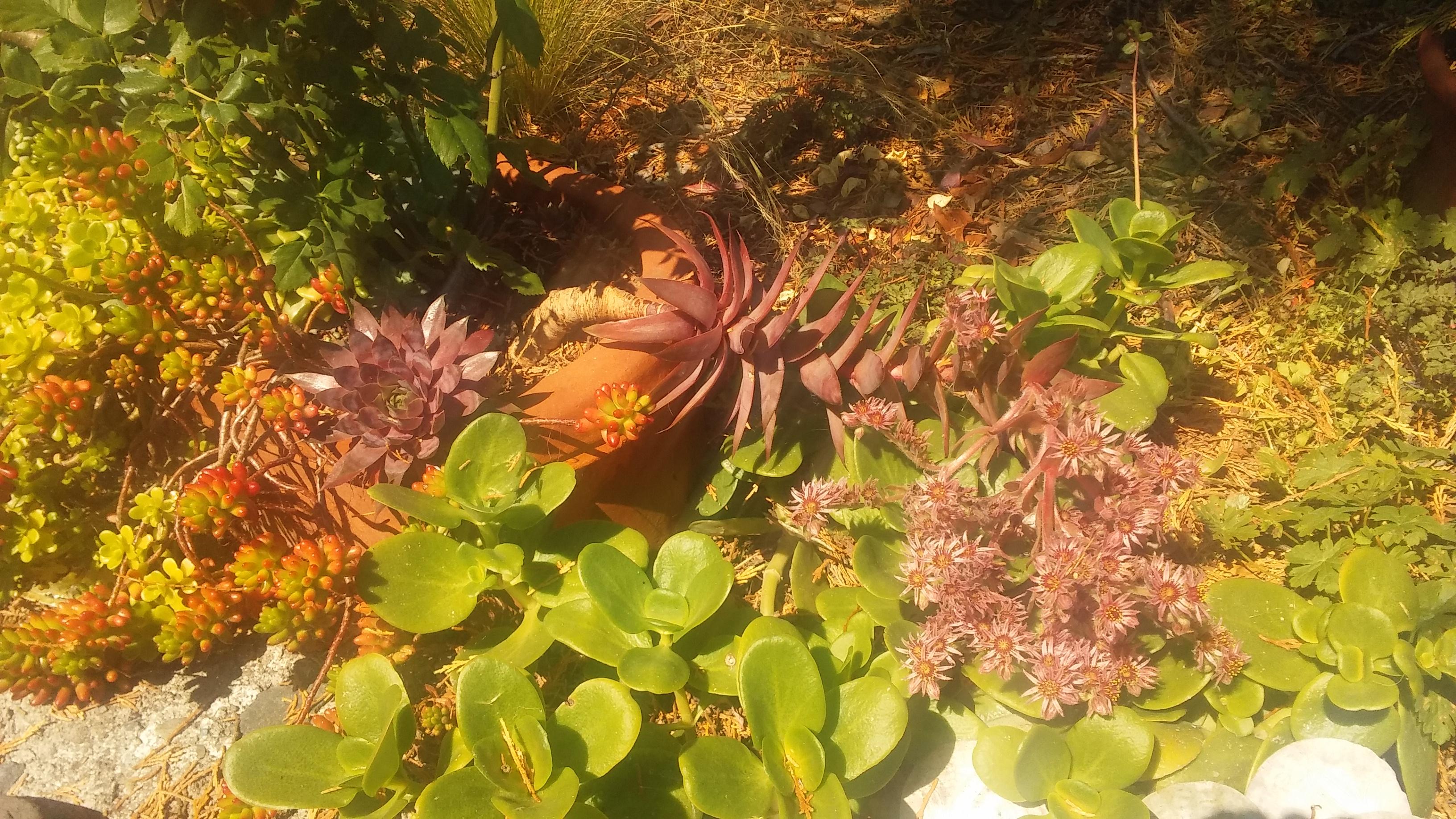 This succulent blooms once in its lifetime, then dies. Here it's fully