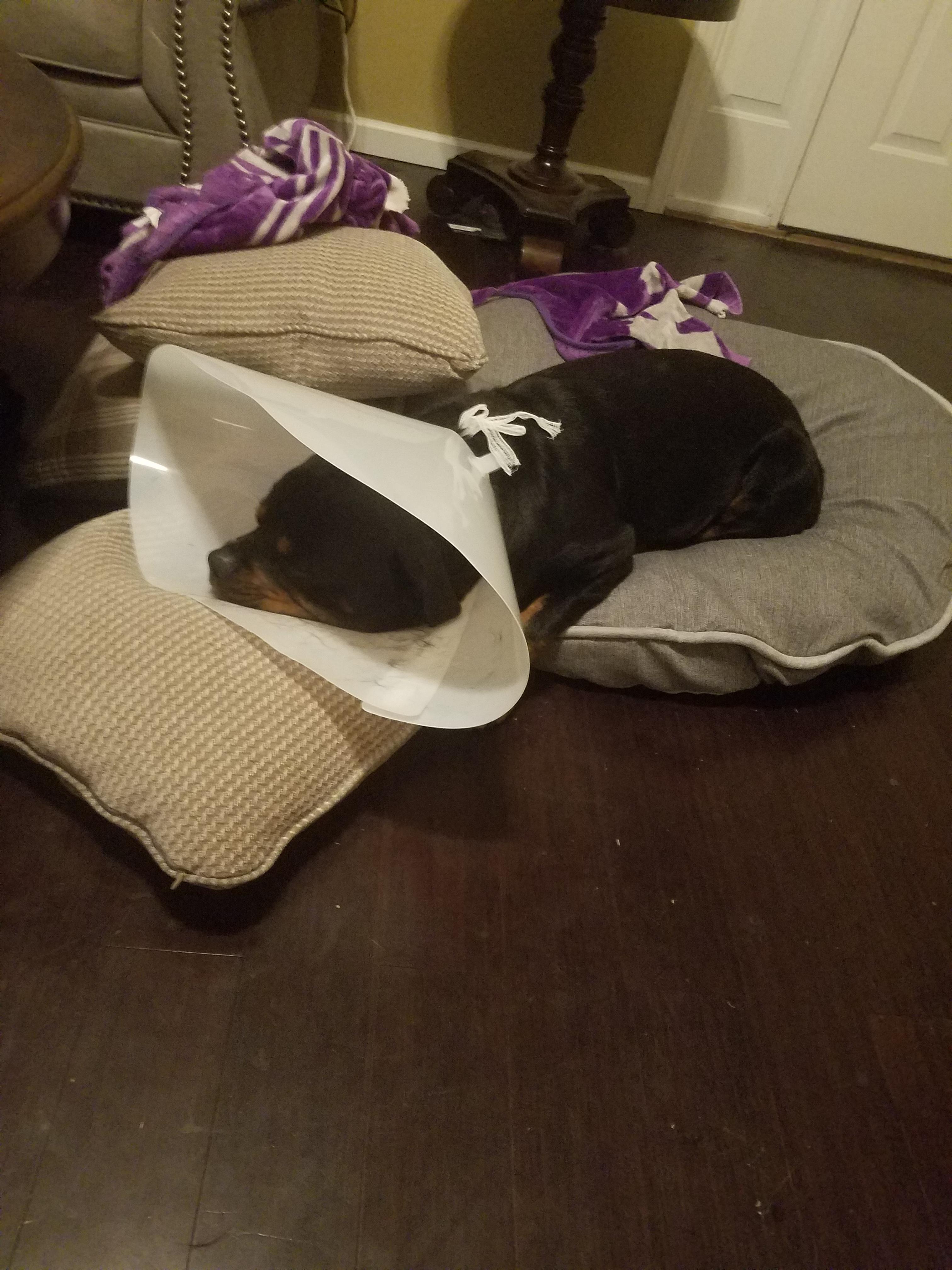 Zeke is back home after his bloat surgery. If anyone has had any