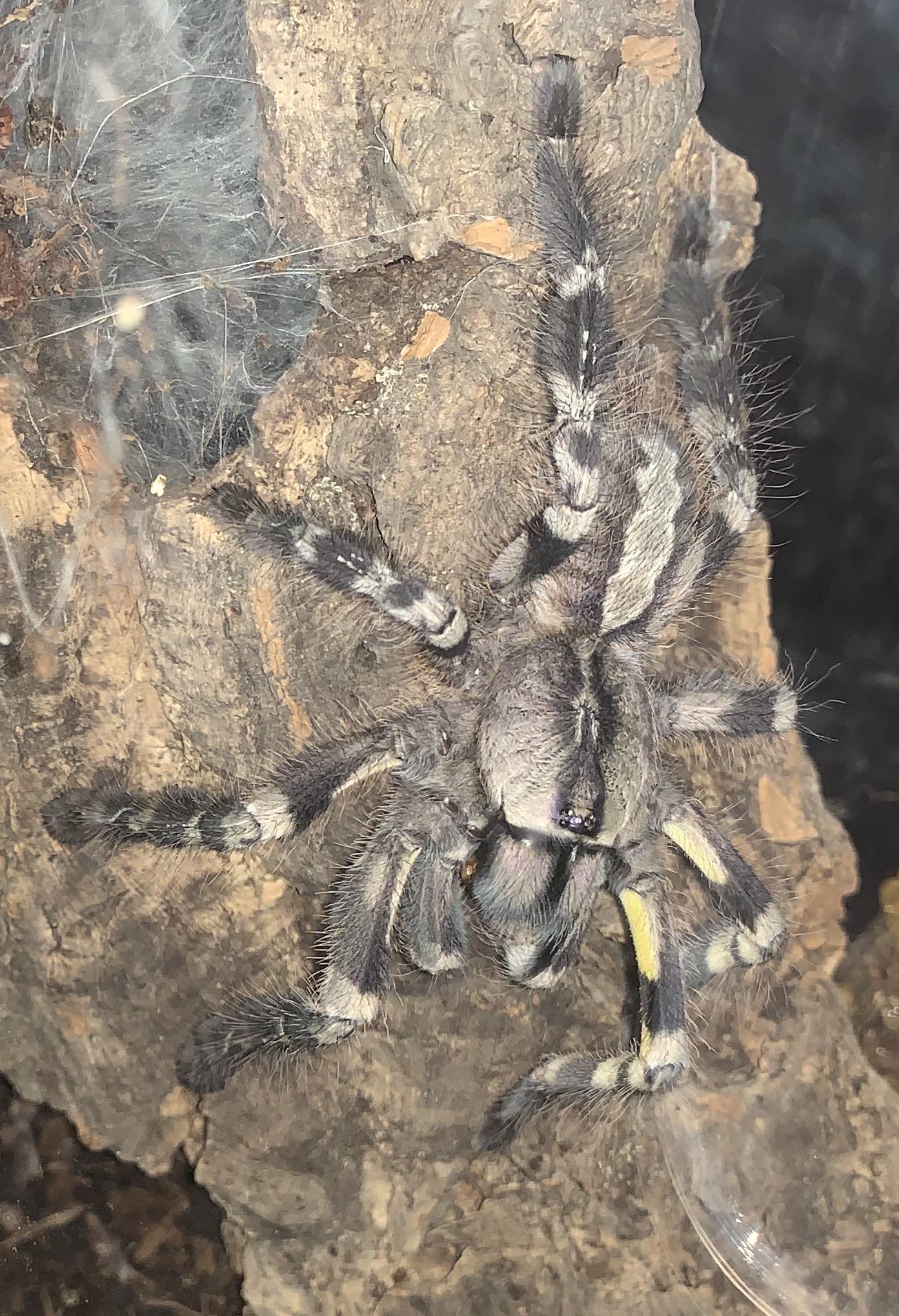 Poecilotheria regalis male eating a mealworm. r/tarantulas