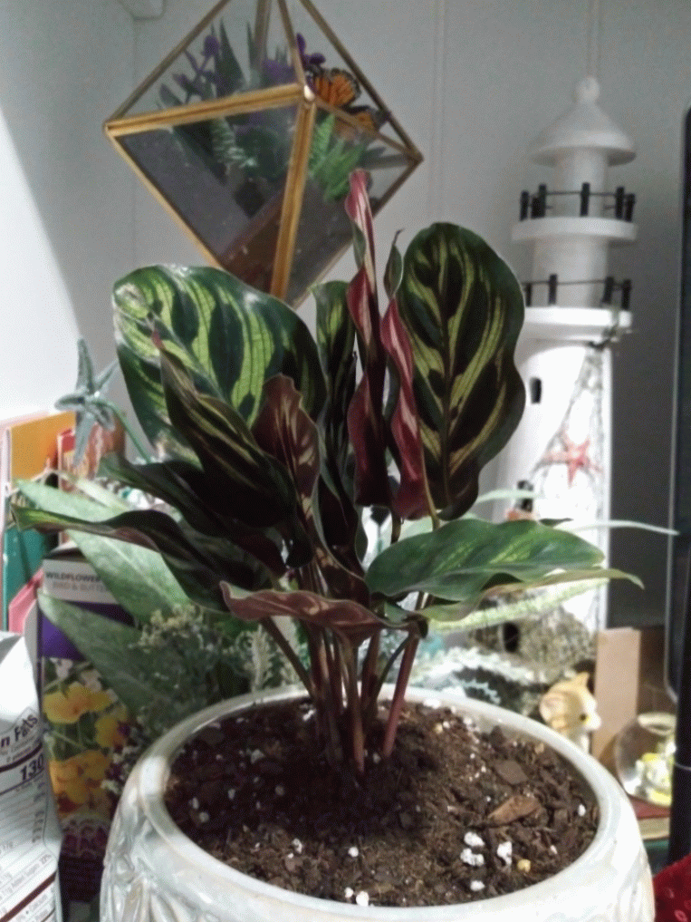 Peacock Prayer plant r/gardening