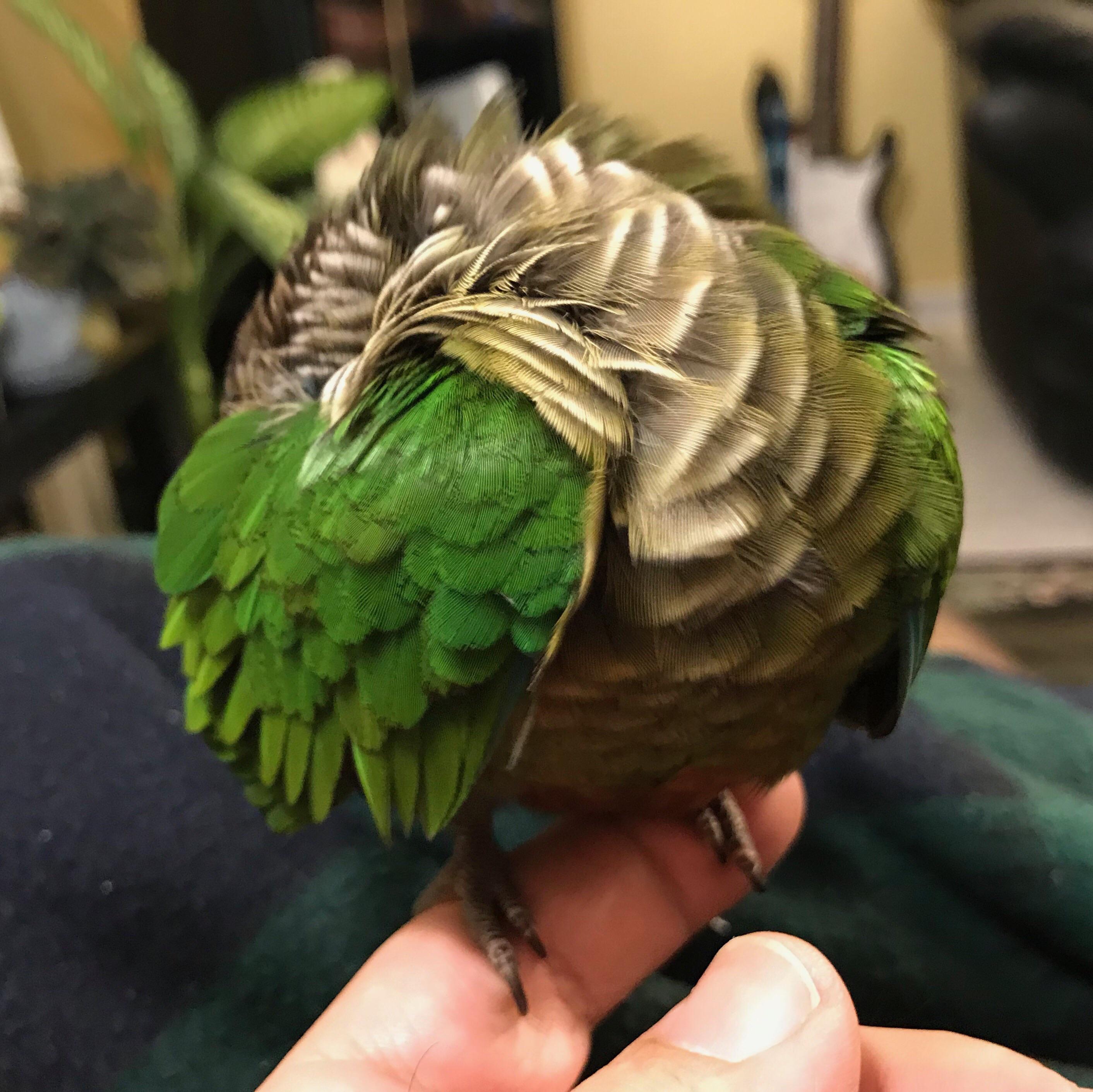 The Feather Ball! r/parrots