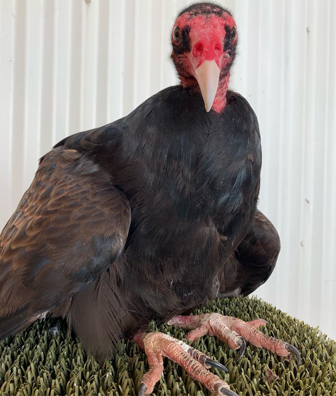 Turkey Vultures use urohydrosis, or peeing on their own legs and feet