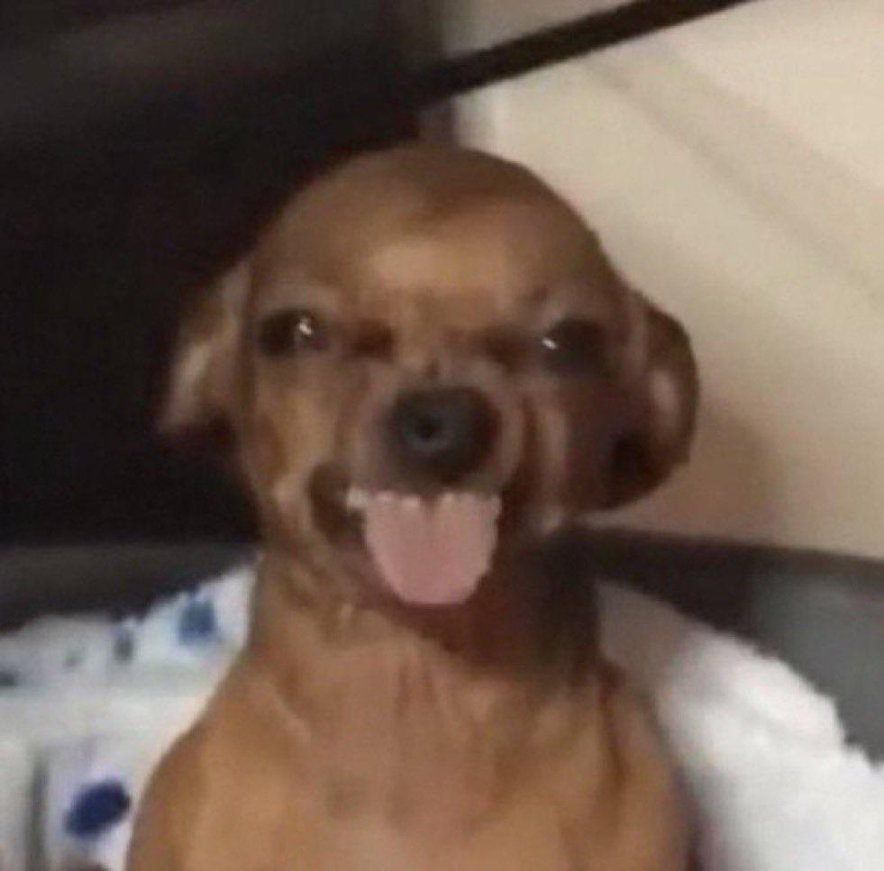 Anyone know where this dog is from? r/KnowYourMeme