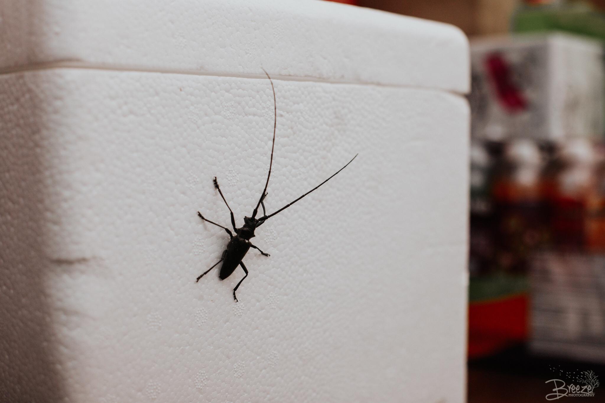 This insect was found flying around our campsite in the Okanogan