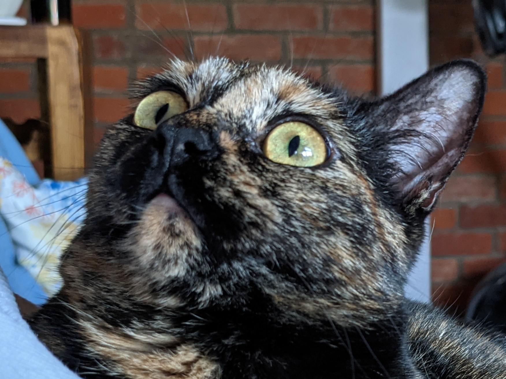 Snickerdoodle aka doodle aka snickernoodle aka noodle aka noodlecat aka