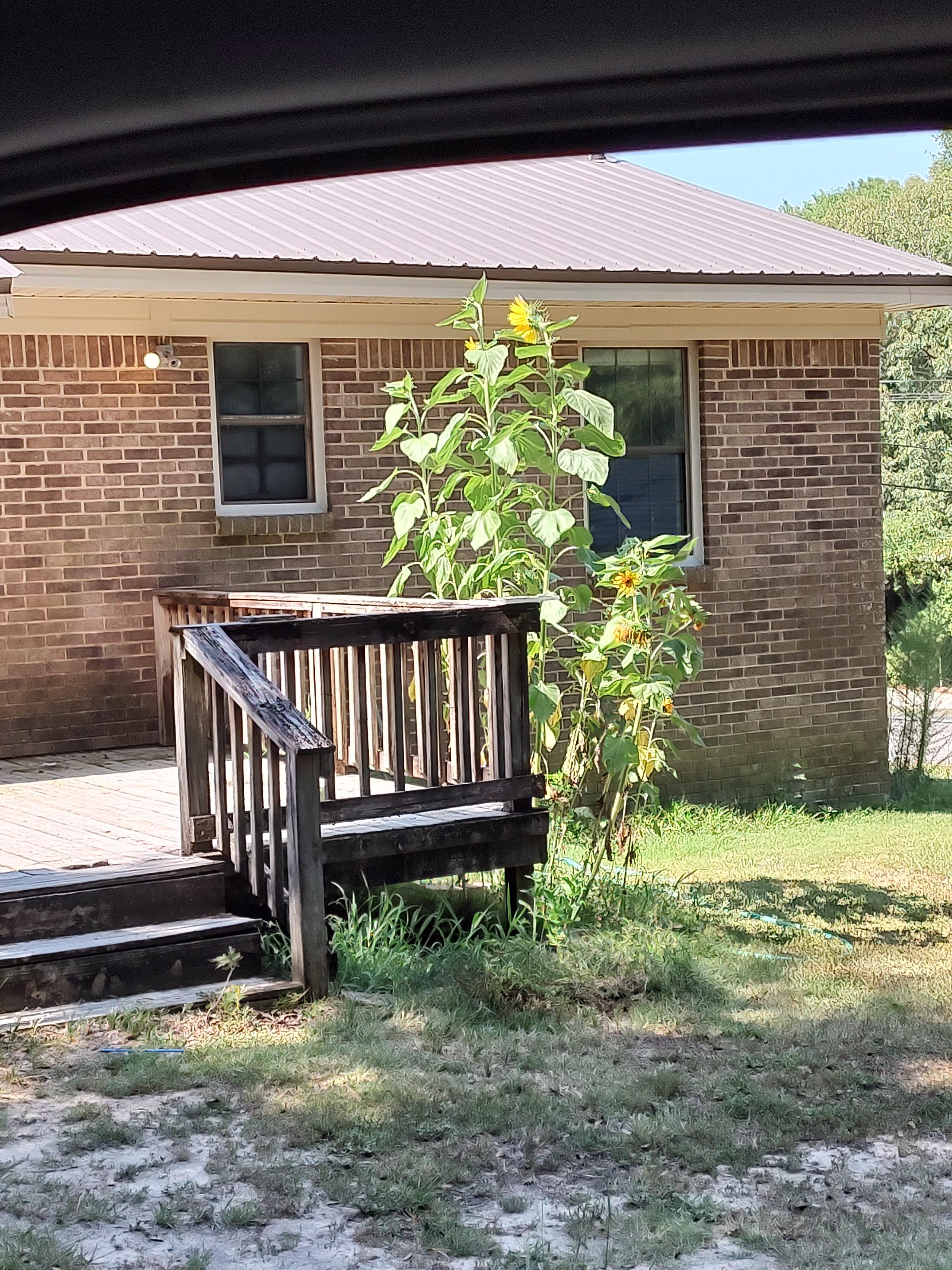 Sunflowers almost as tall as the house. Zone 8b. gardening