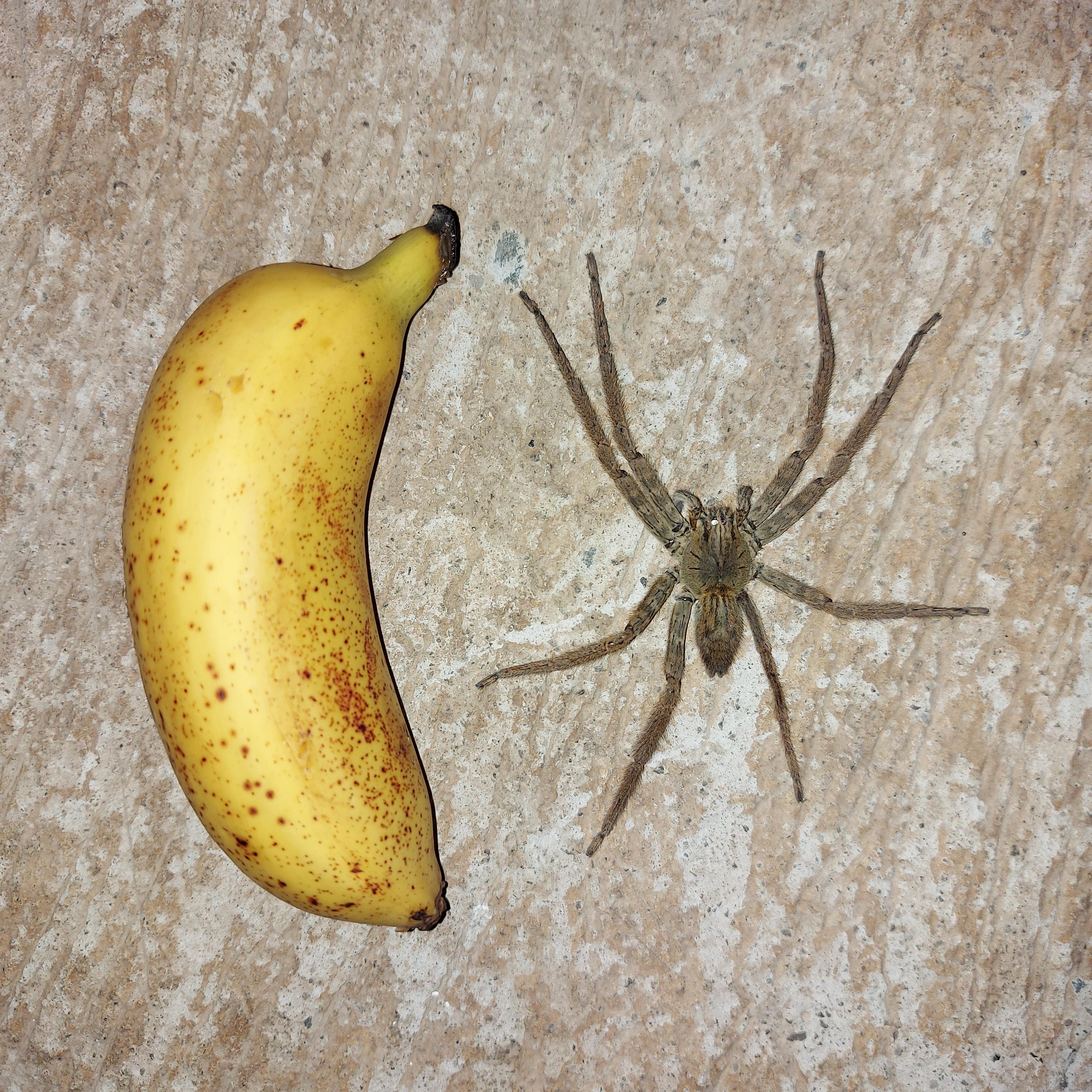 Giant Banana Spider