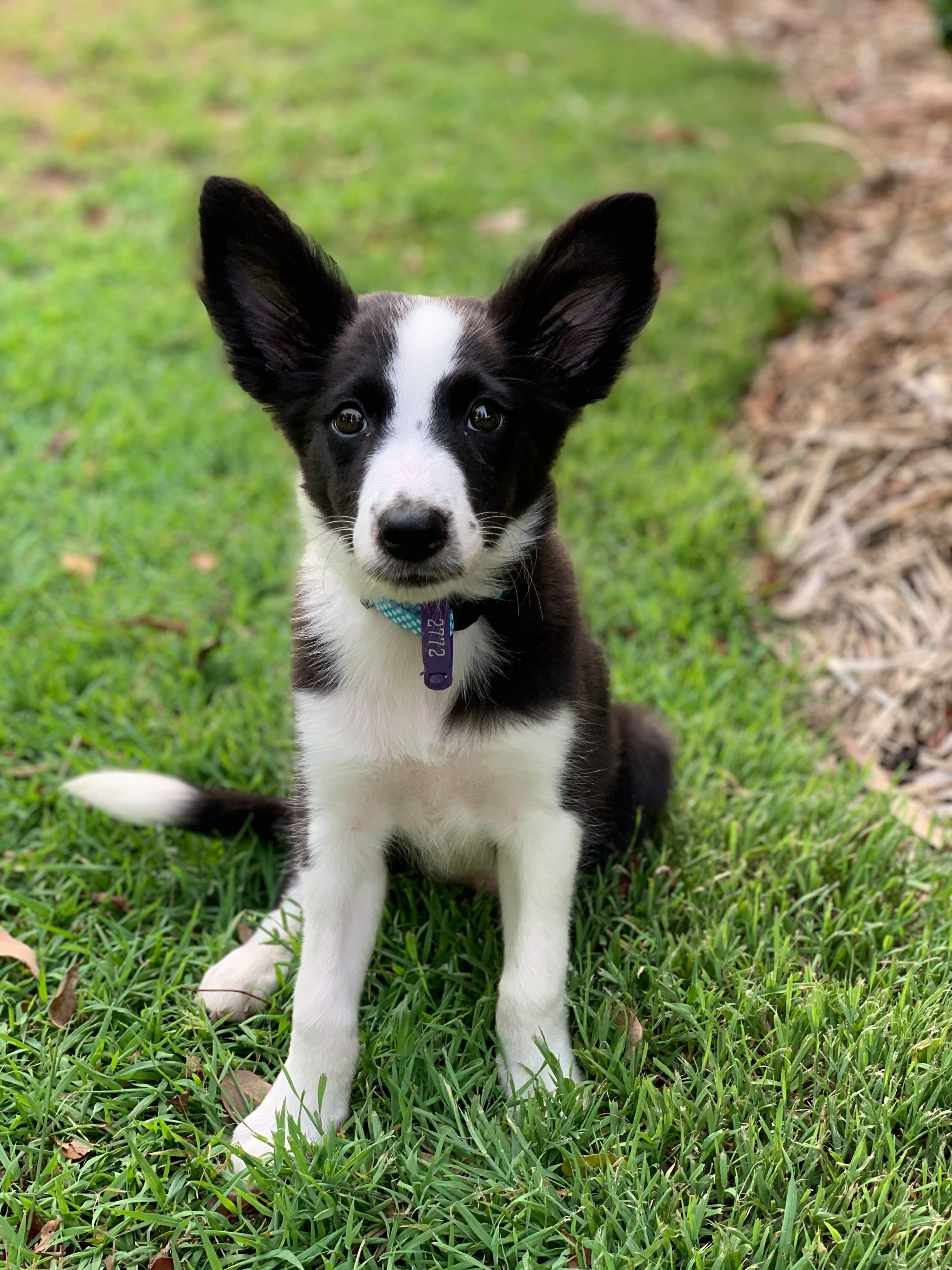 My border collie when she was a pup. Those ears