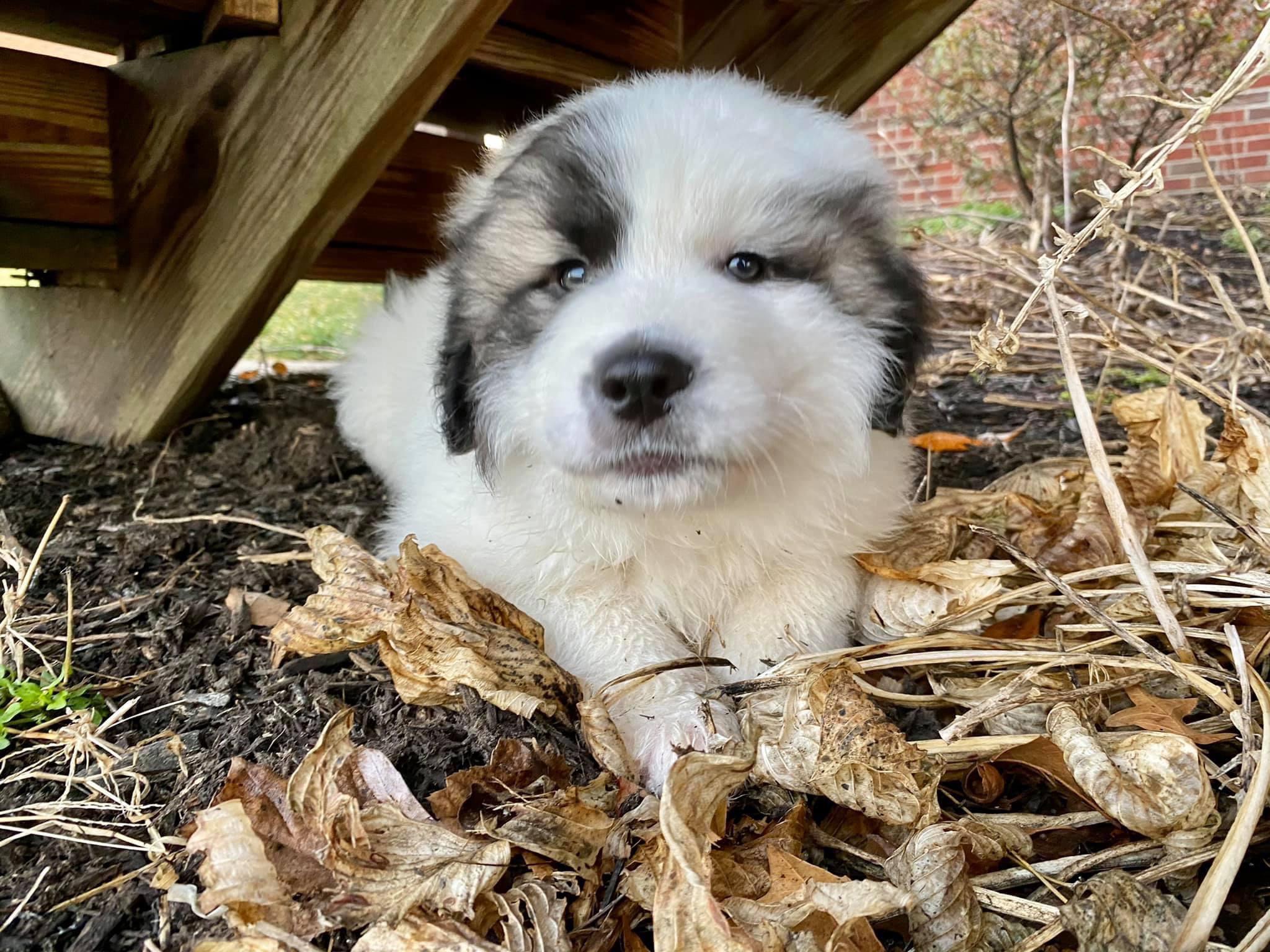 Pyrenees with skin irritation issues. Looking for help greatpyrenees