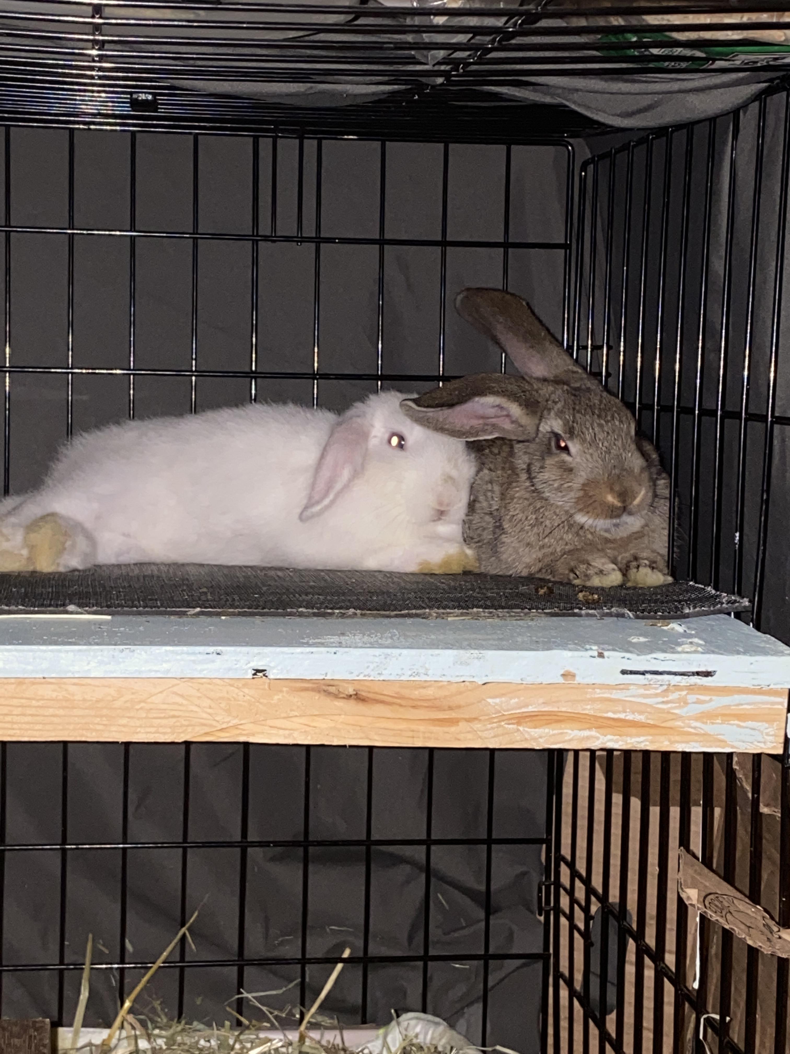 They love being cuddled up to each other sweet babies. r/Rabbits