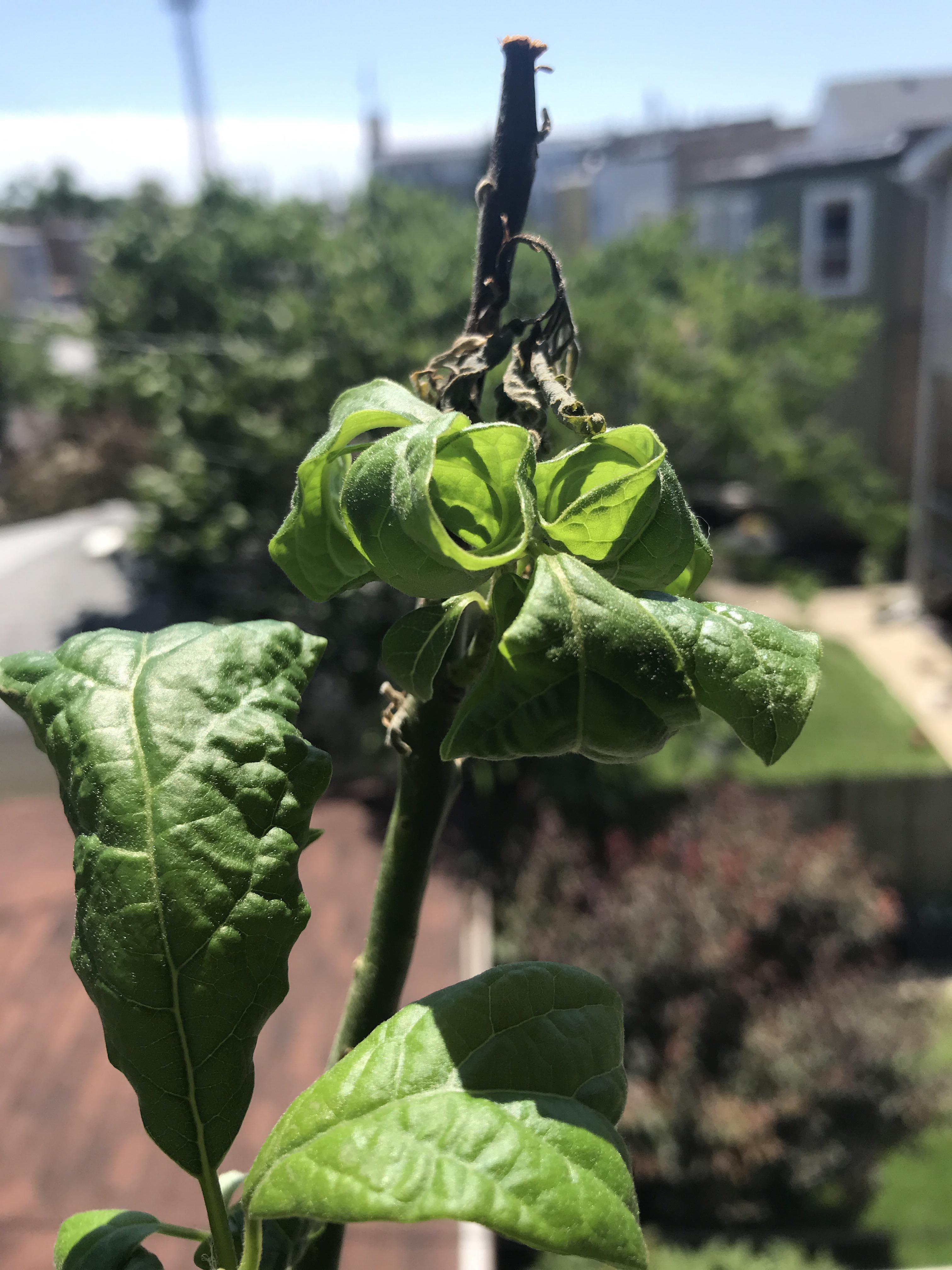 Avocado tree dying please help r/gardening