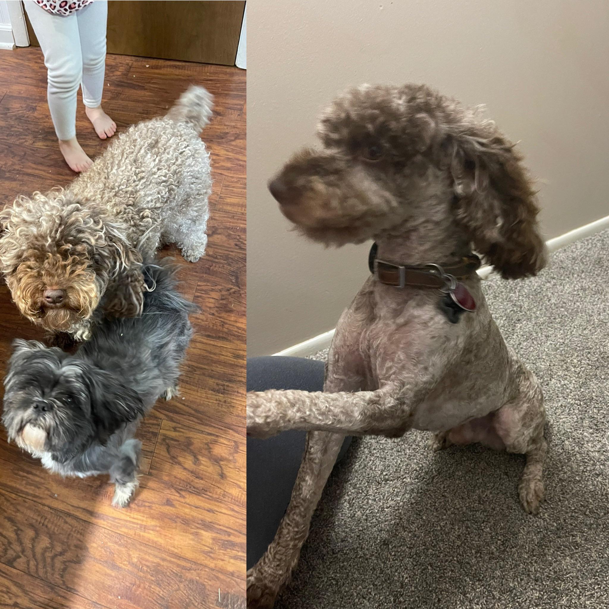 Before and after the groomers. What do I need to do to find a groomer