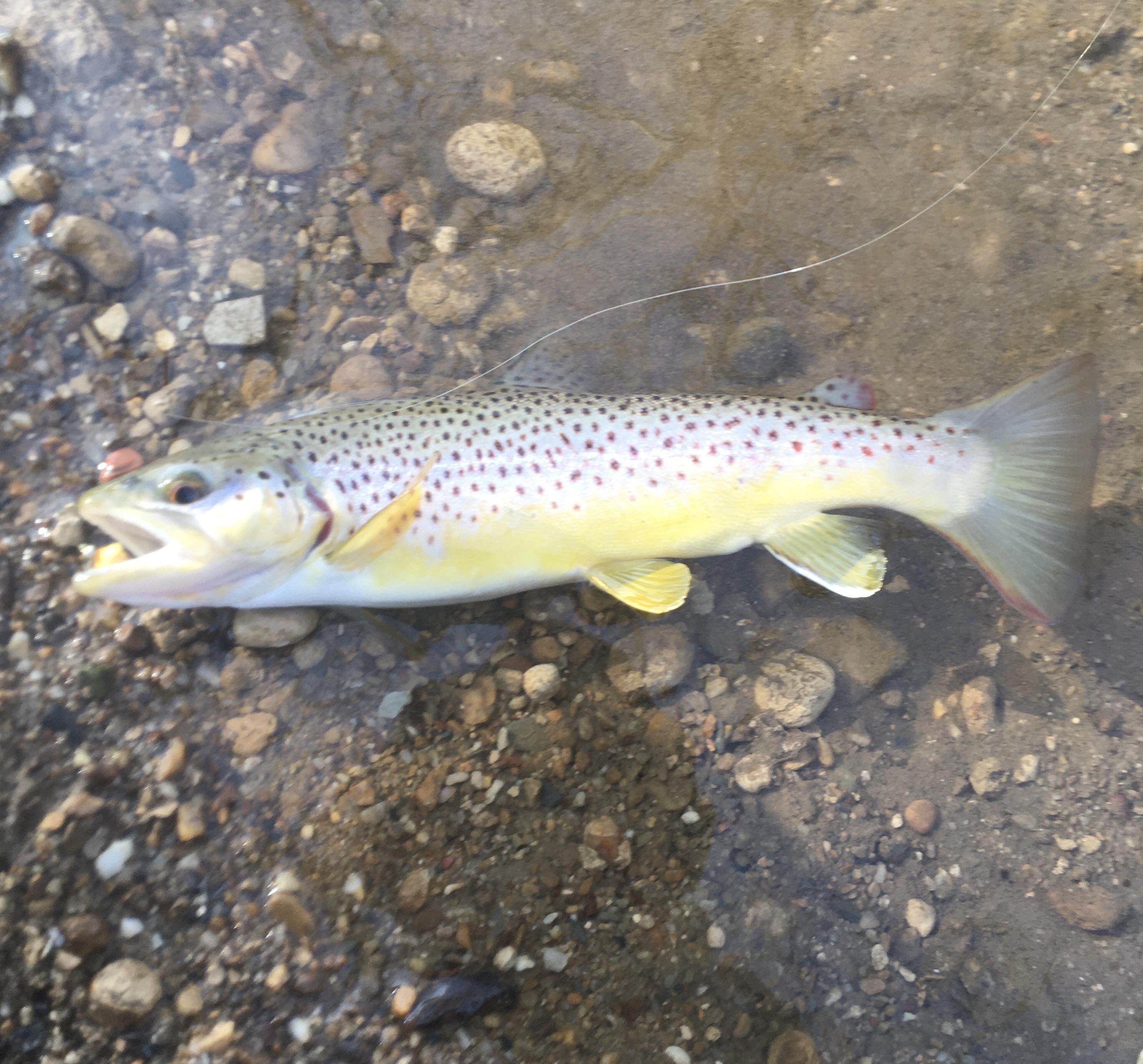 First trout of 2021. Pennsylvania Brown. r/Fishing