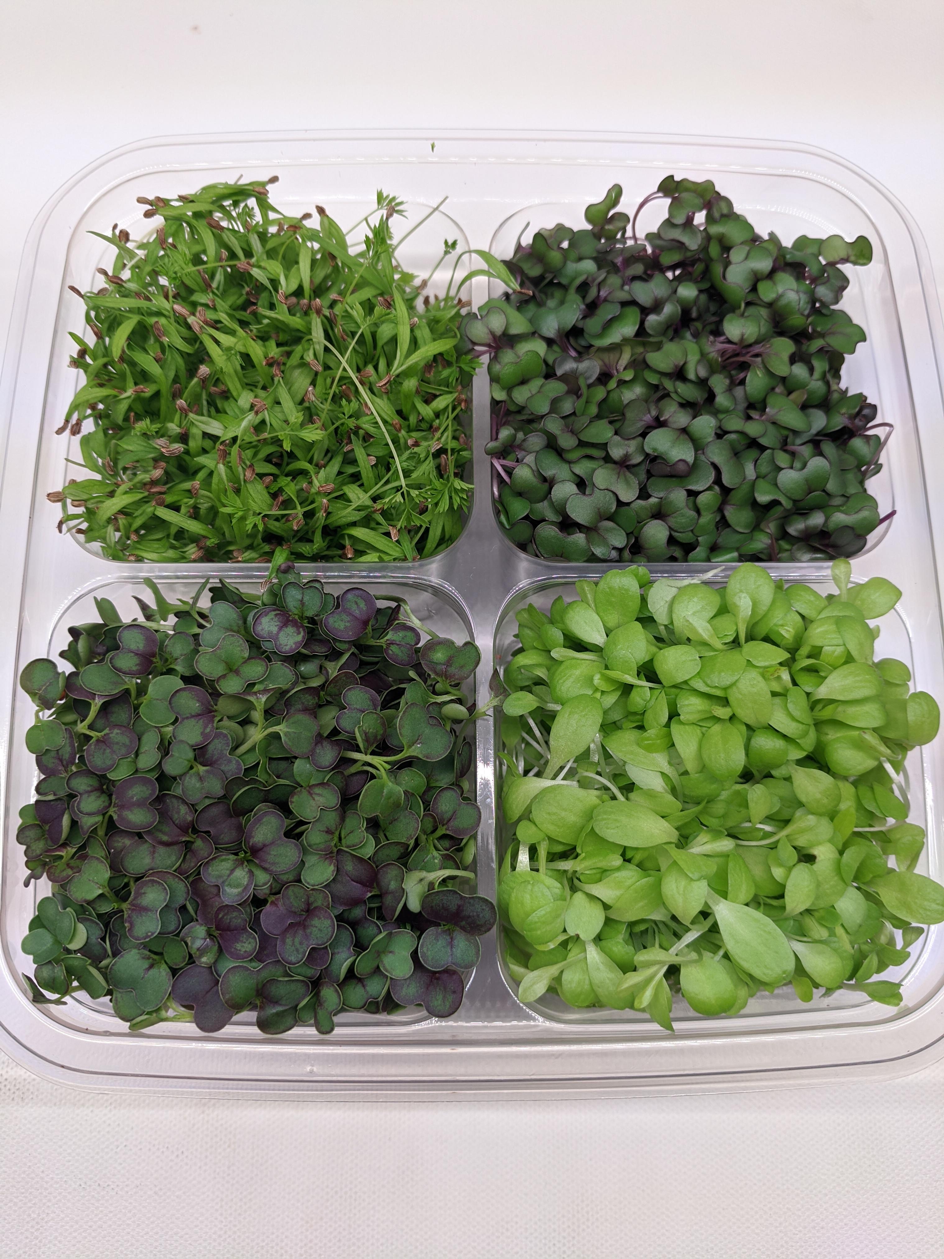 Custom sampler for chef r/microgreens