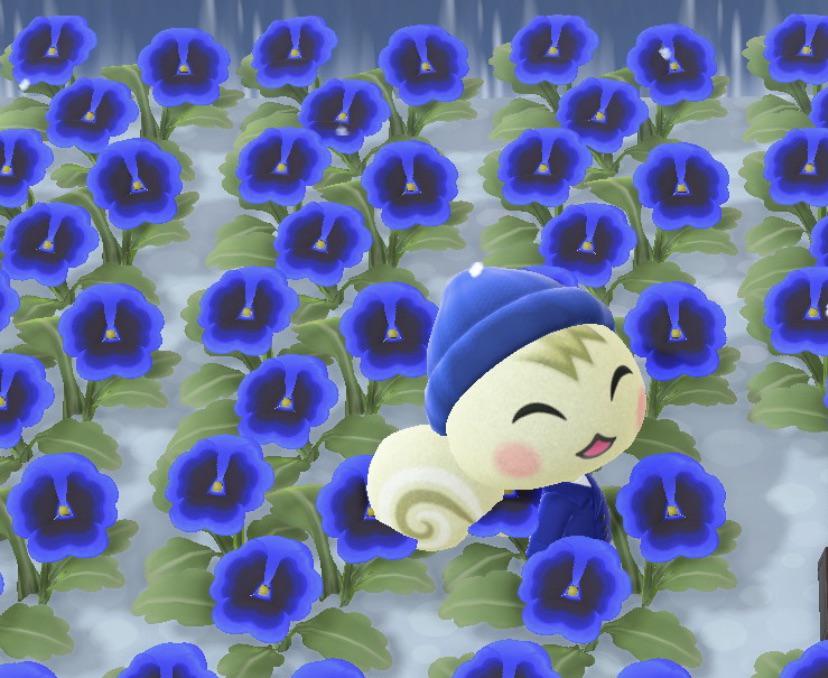 Finally managed to breed a blue marshal pansy hybrid. r/AnimalCrossing