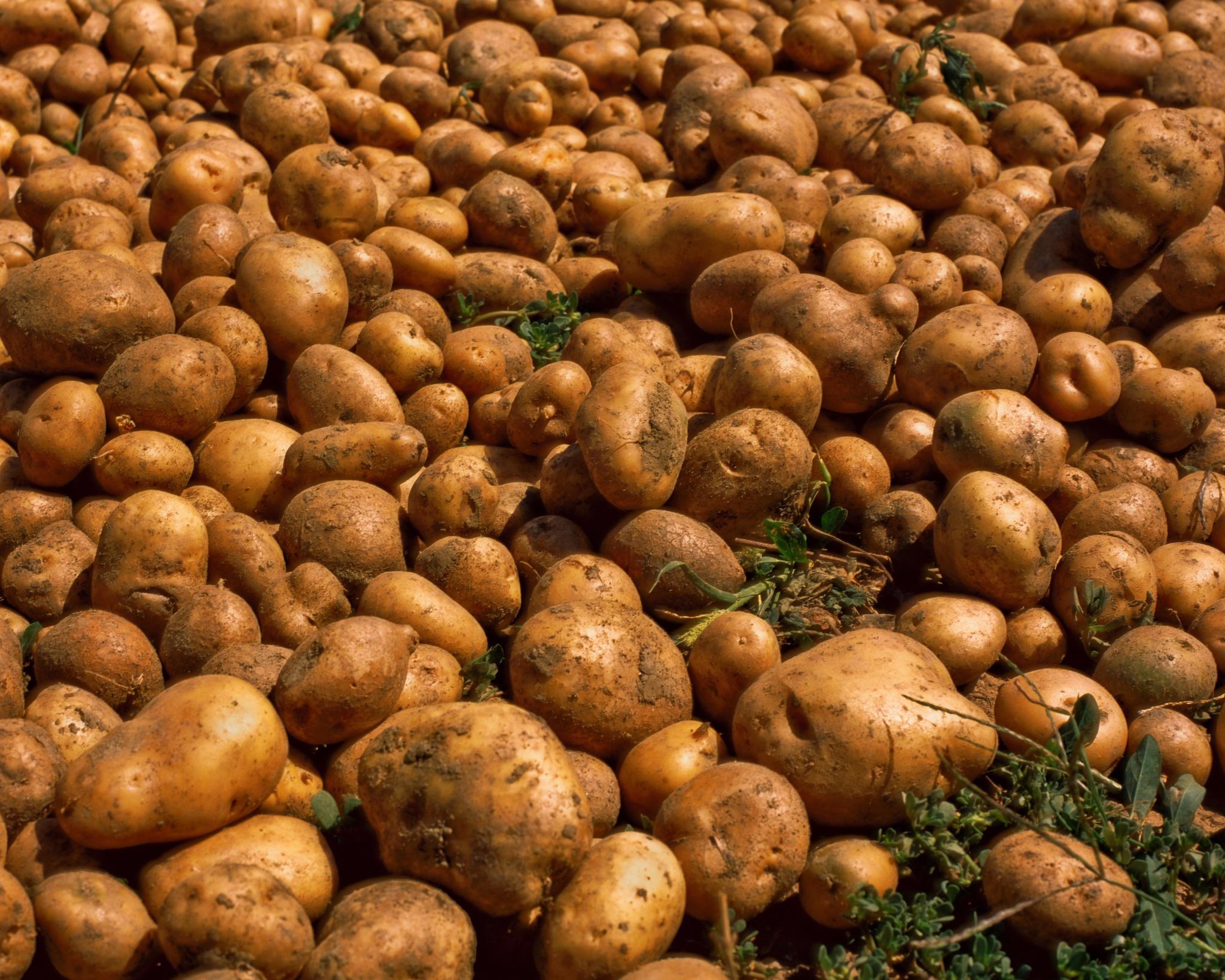 Potatoes. Drum Scanned. 6500ppi [Hasselblad 503cx, Zeiss Planar 80mm
