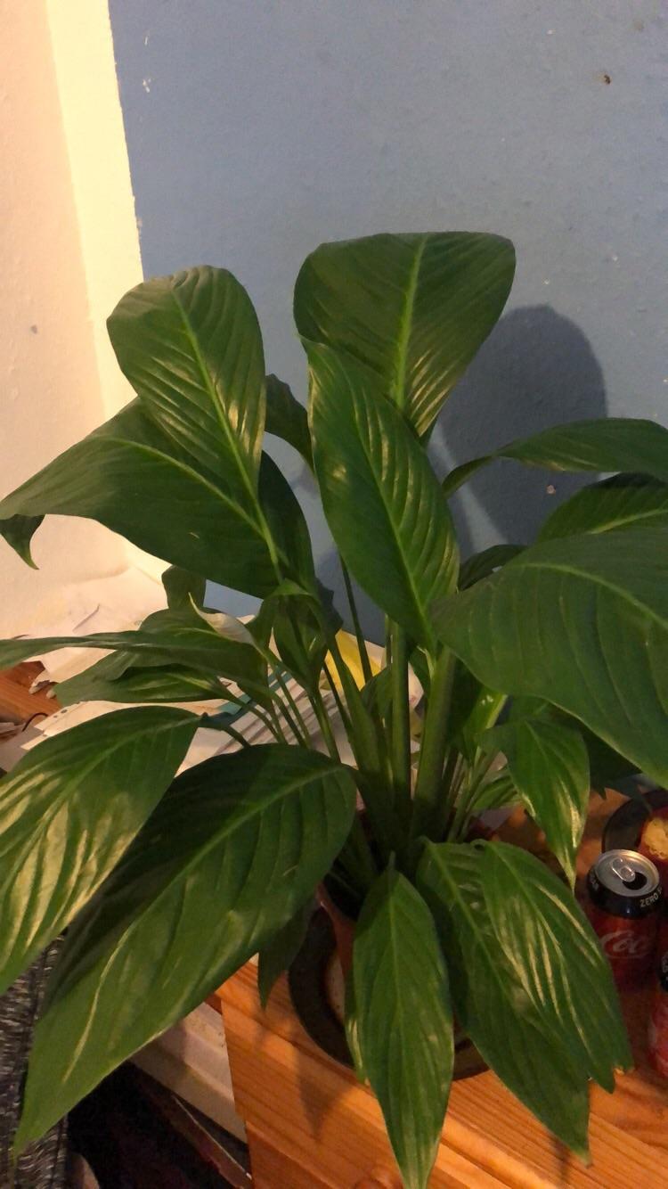 Reoccurring fungus gnats in otherwise healthy peace lily r/plantclinic