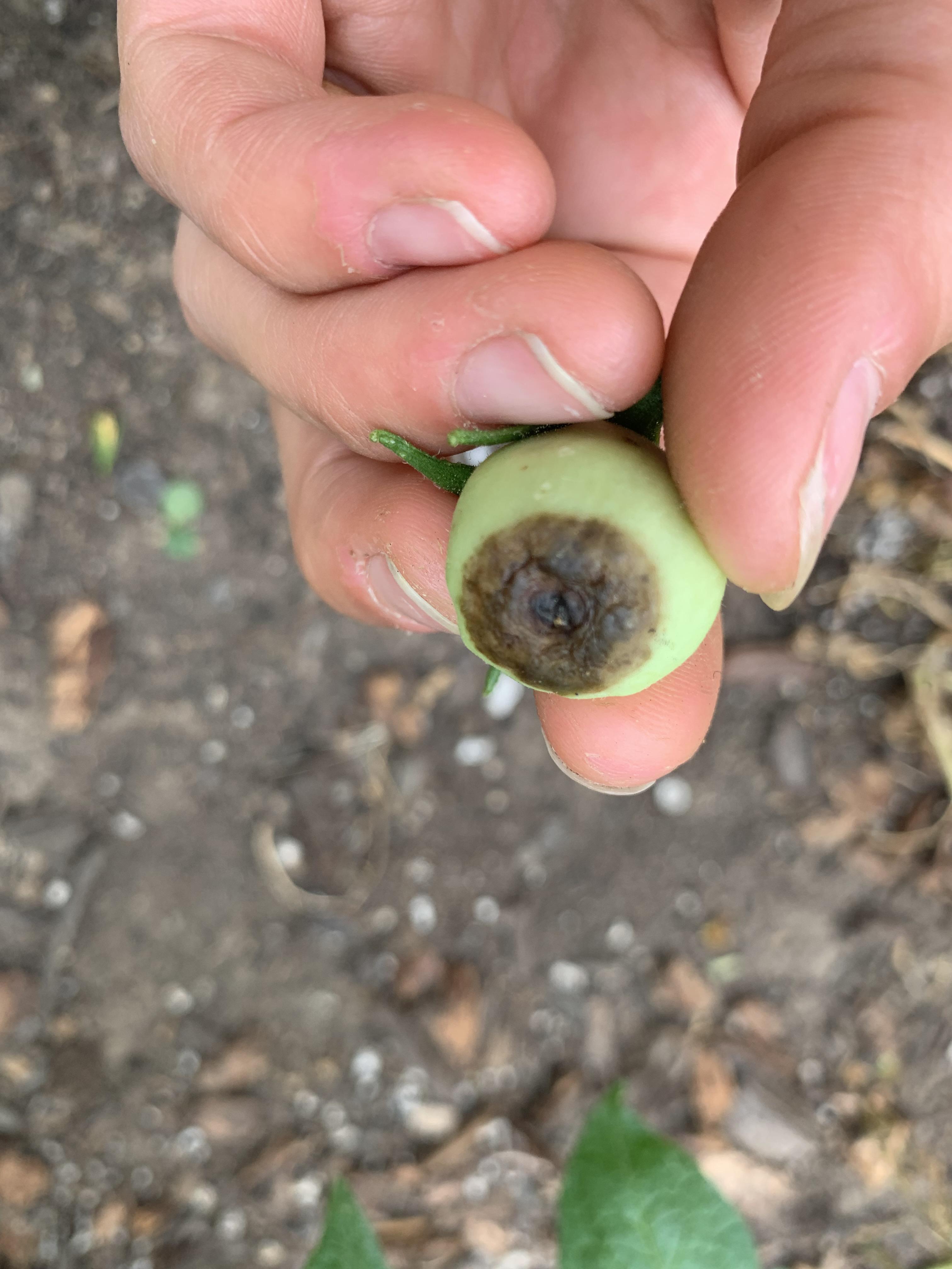 Flower rot? First time gardener and I found this on a few of my Roma