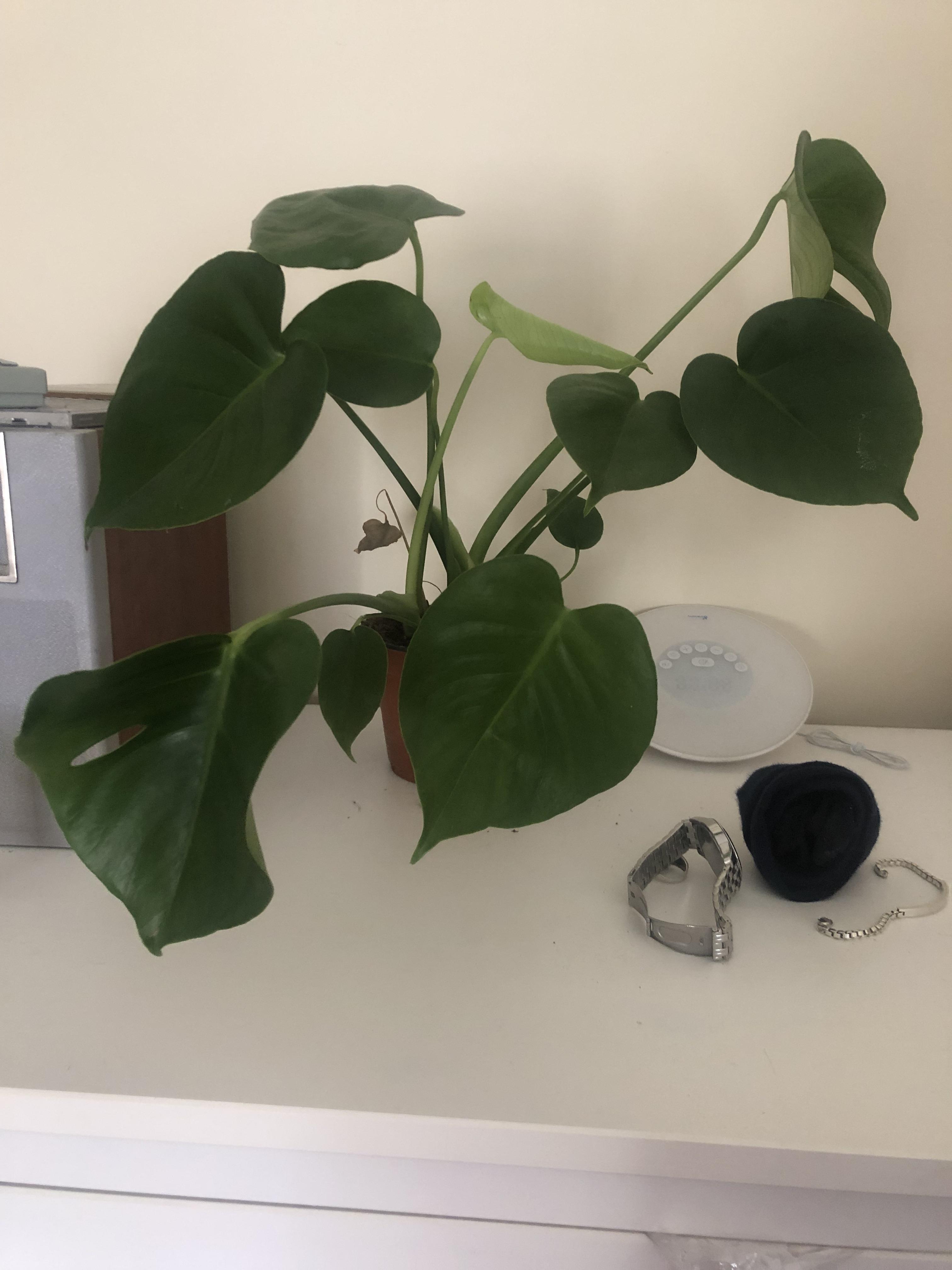 Droopy cheese plant ( I bought this cheese plant about a month ago