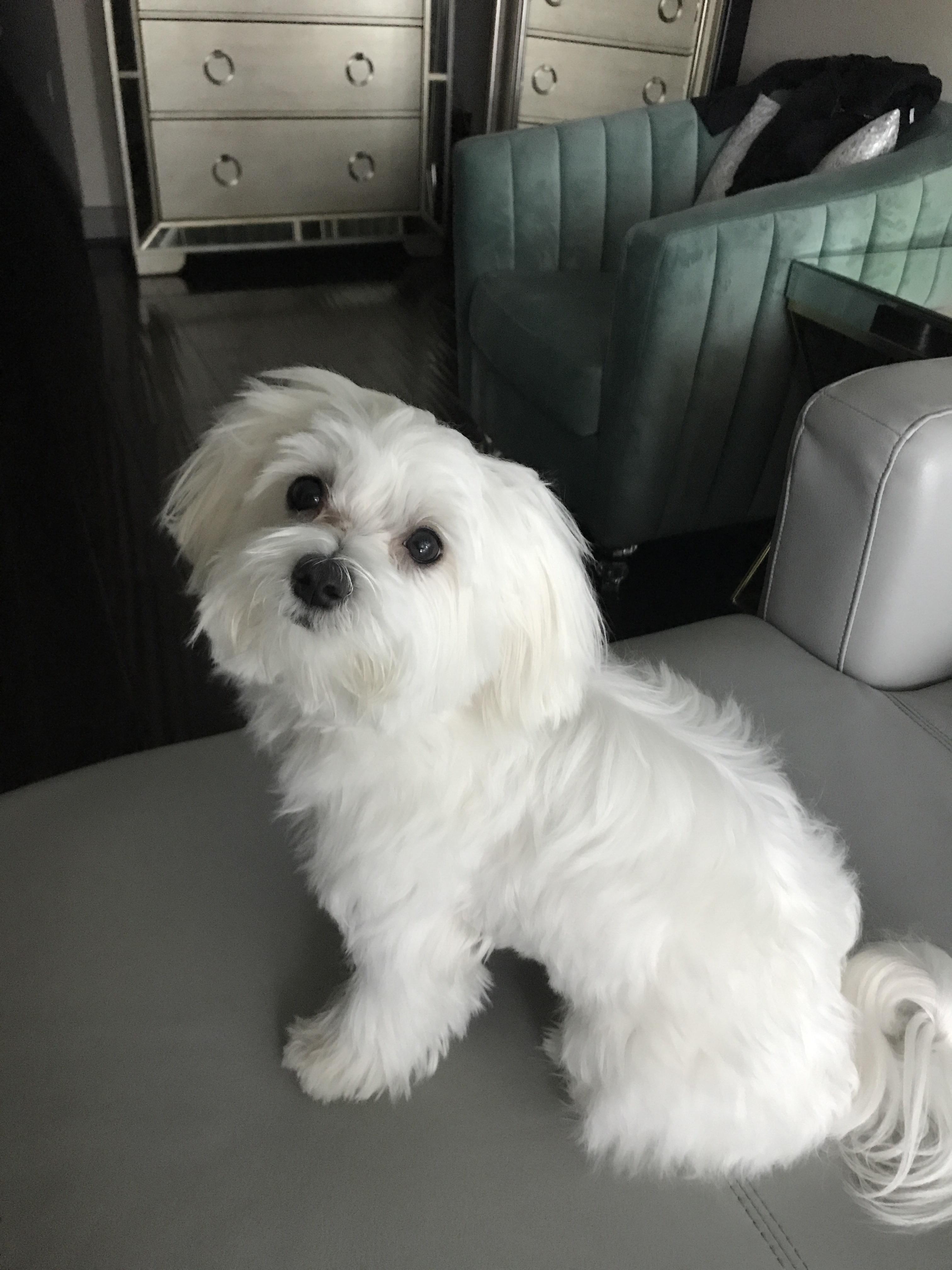 Will spaying my female dog change her personality? Valkyrie is about to