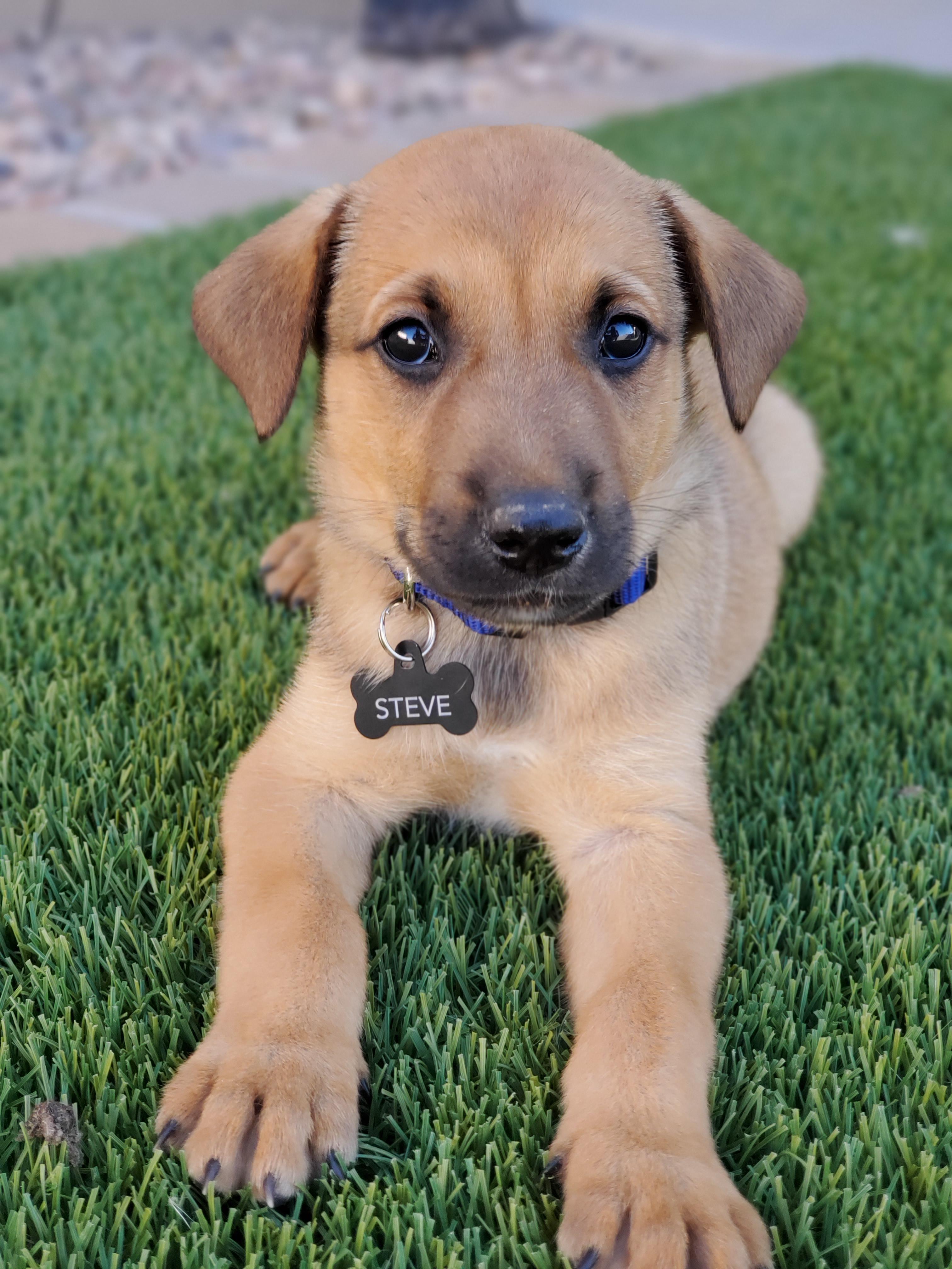 Our new boy. 1/2 Belgian malinois 1/2 "lab mix". He has a lot of energy