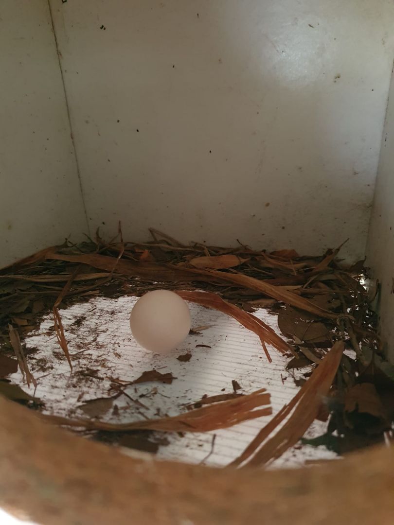 I've got a kookaburra egg! What do I need to know? r/brisbane