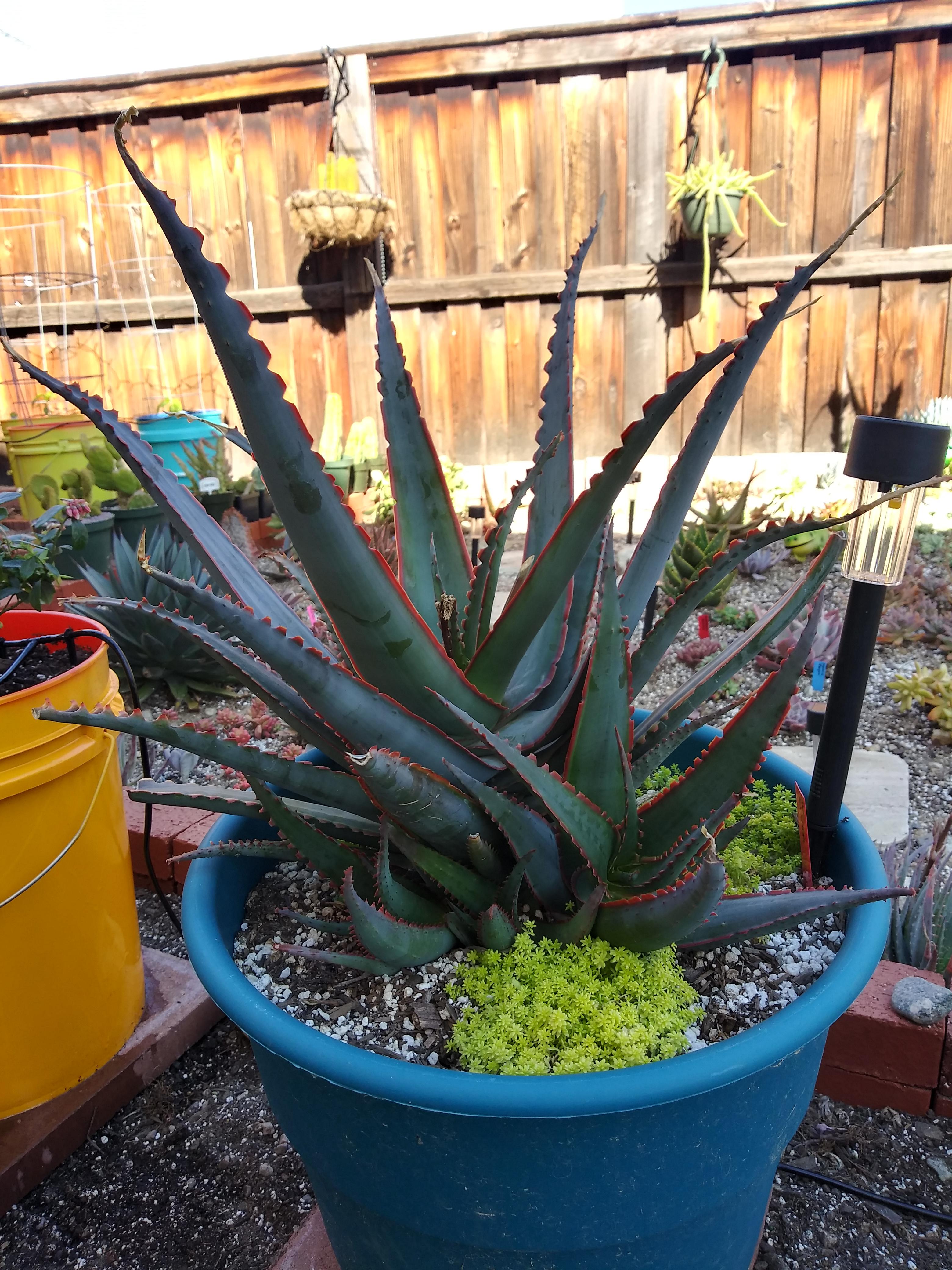 Aloe 'Swordfish' r/succulents