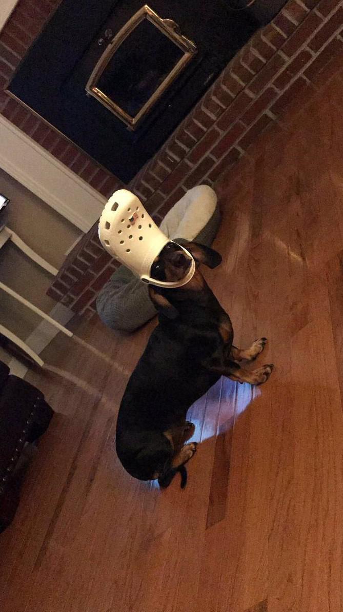 PsBattle This dog wearing crocs as a hat