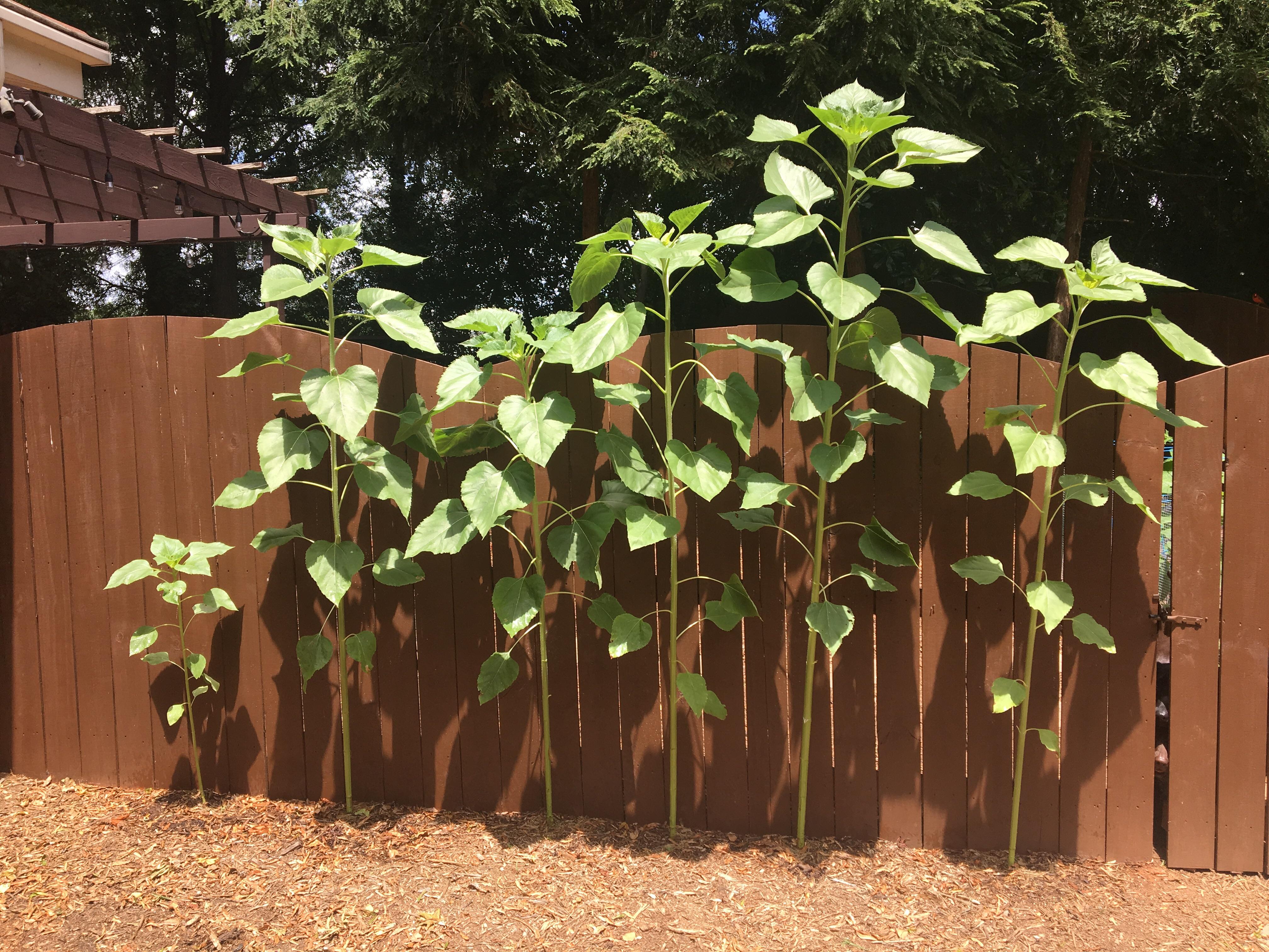 8ft mammoth sunflowers and still growing. Sunflowers4Life r/gardening