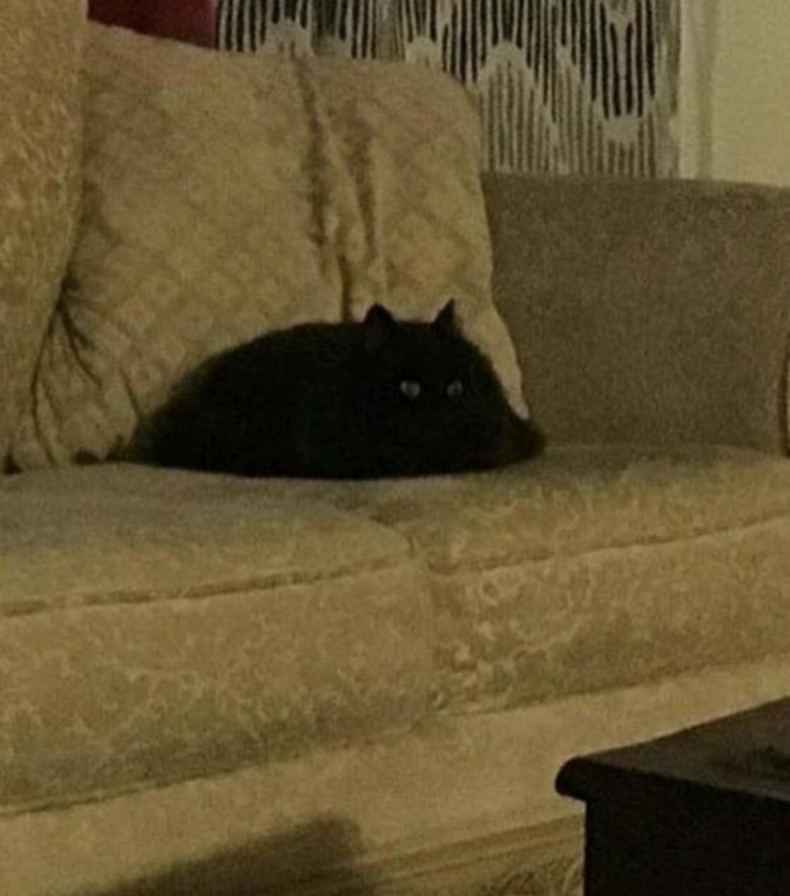 Collection 97+ Pictures Woman 'melted'' Into Couch Photos Completed 10/2023