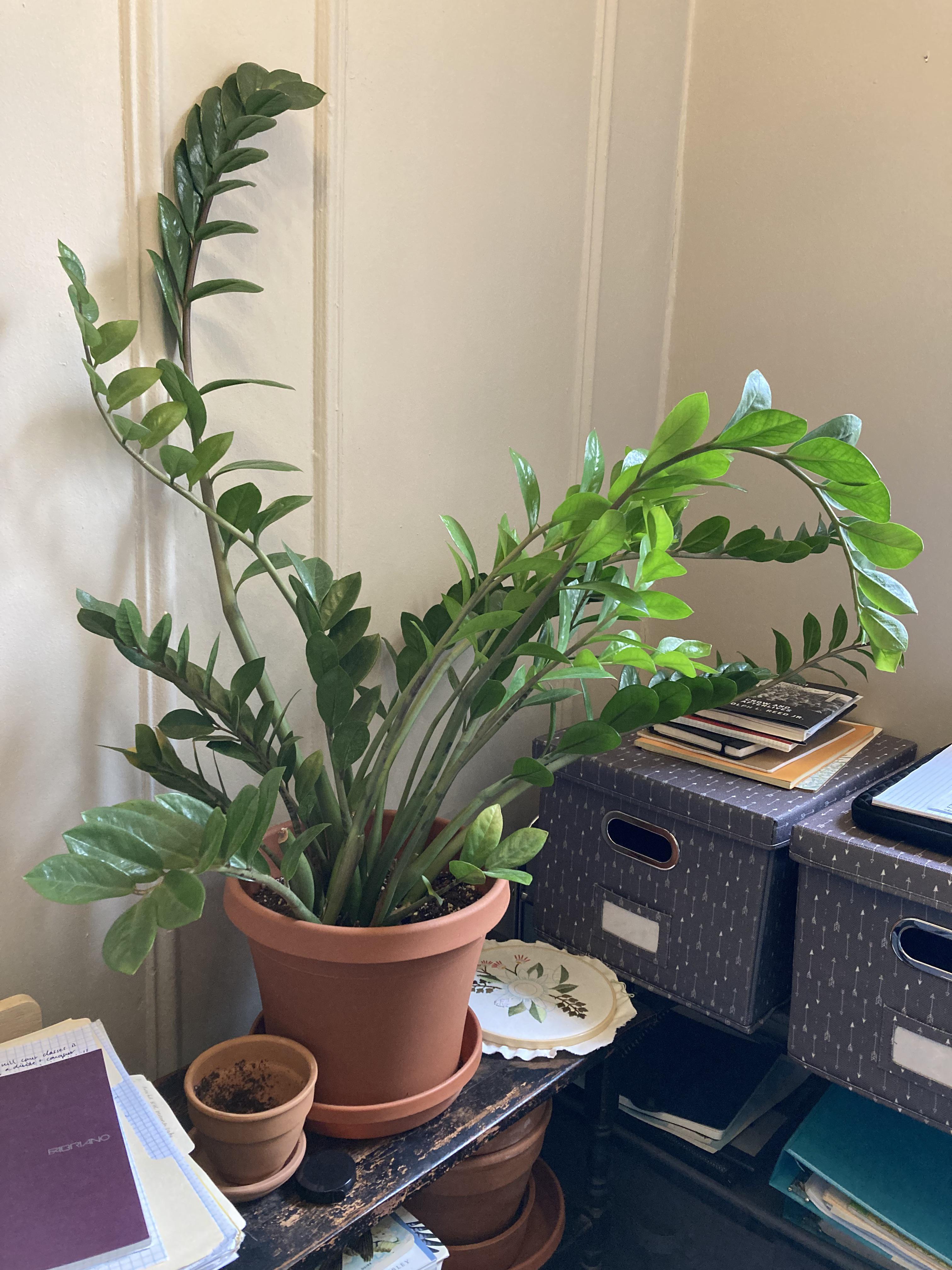 Why is my ZZ plant bending over like this? r/plantclinic