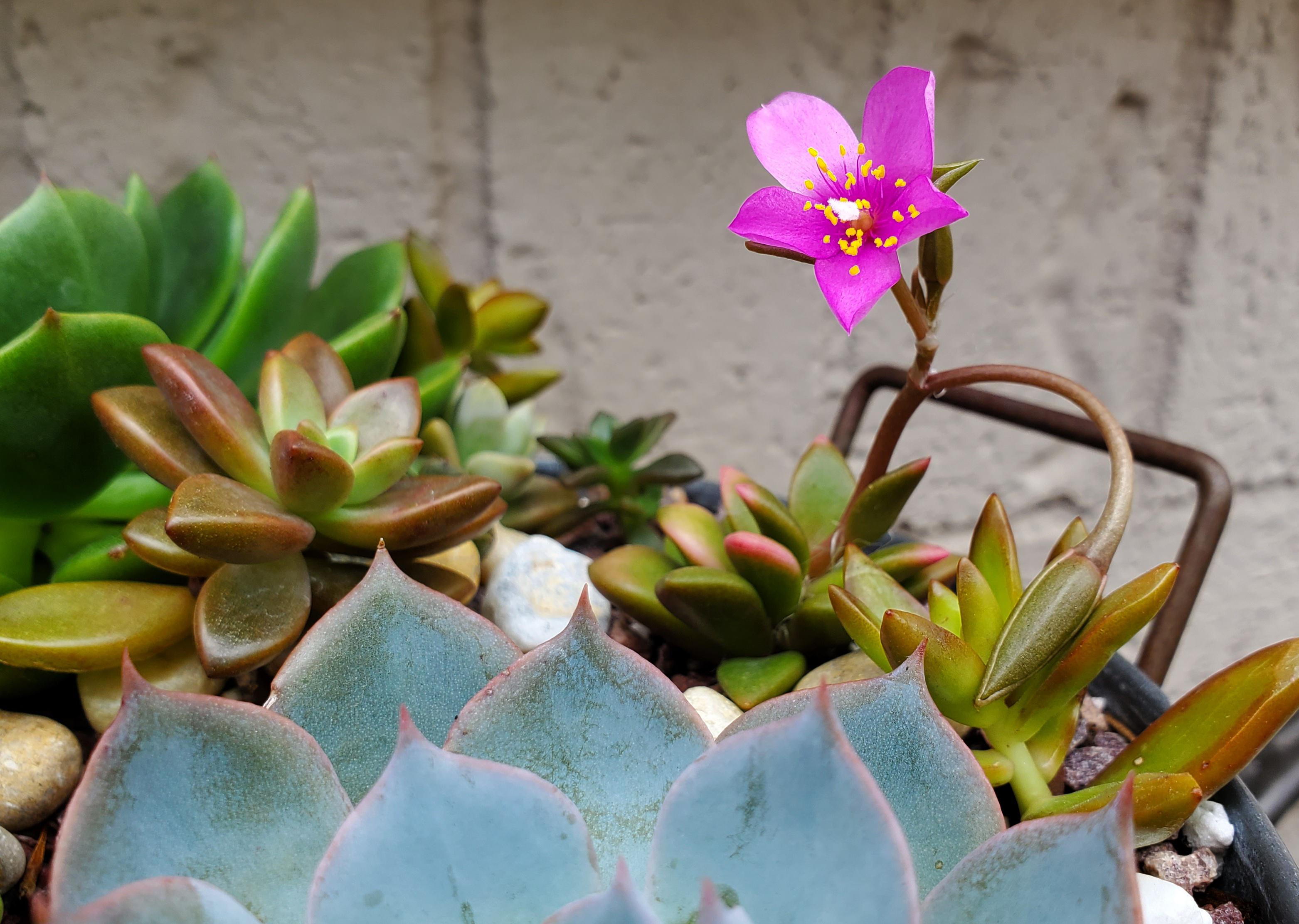 A blooming succulent is so satisfying! r/succulents