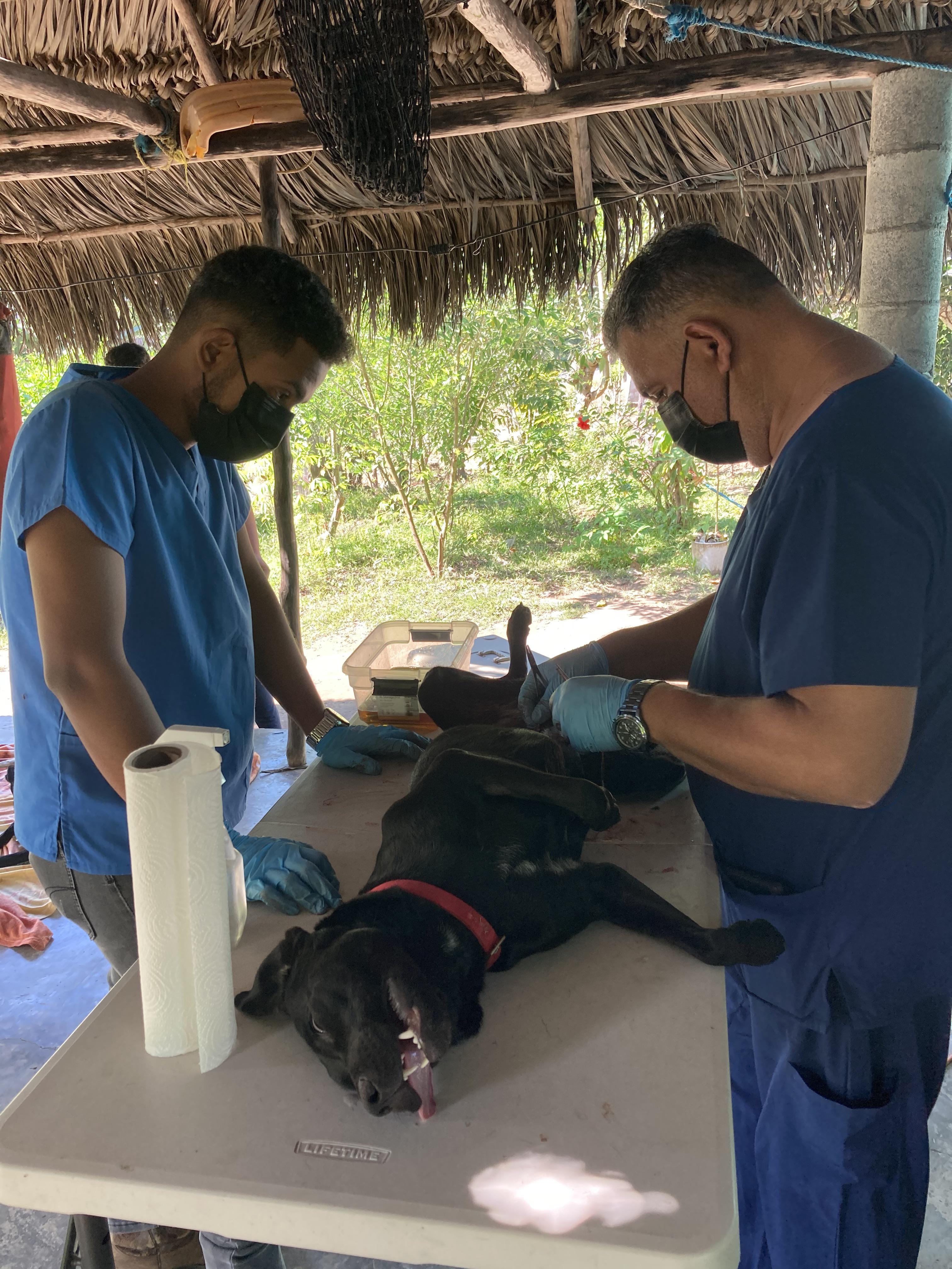 Spay neuter clinic in Panama, Guarumal. Sterilizing 20 cats and dogs