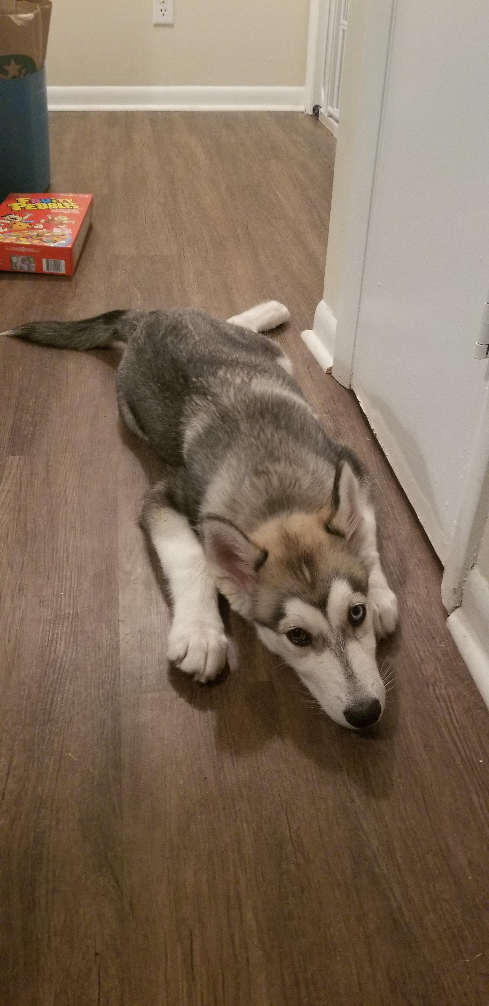 Heres my good boi, Maxim. He's a 4 month old husky wolf mix ( looks